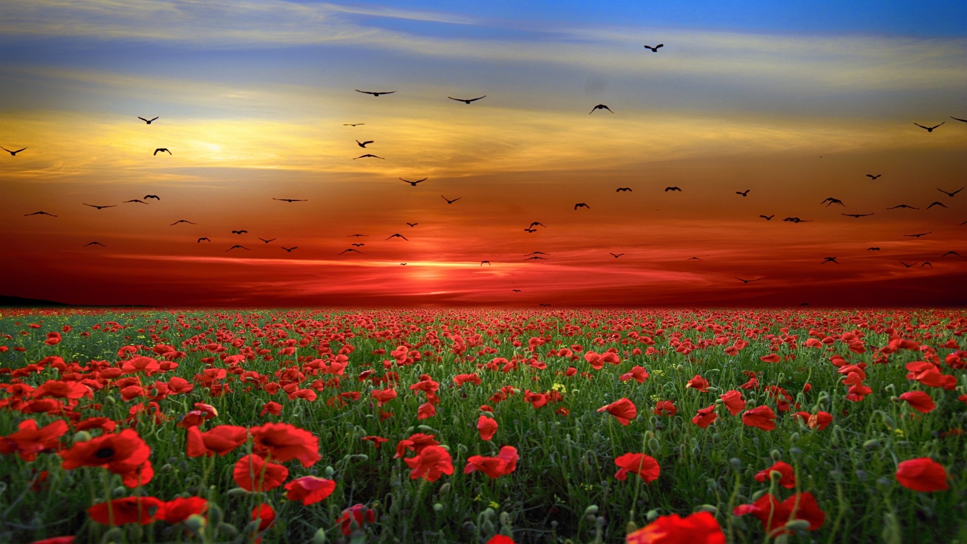 Poppy field at sunset with birds flying HD Wallpaper