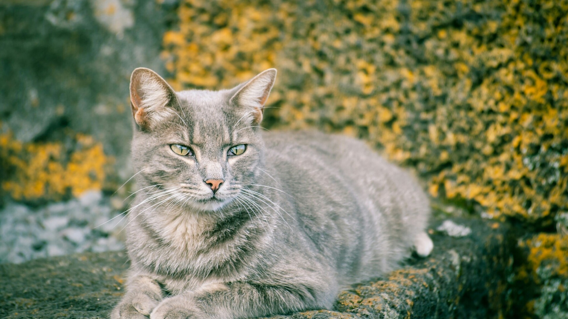 Gray tabby cat lying on rocks HD Wallpaper