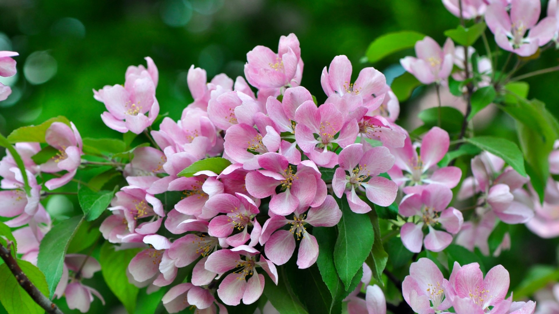Pink Crabapple Blossoms on a Branch HD Wallpaper