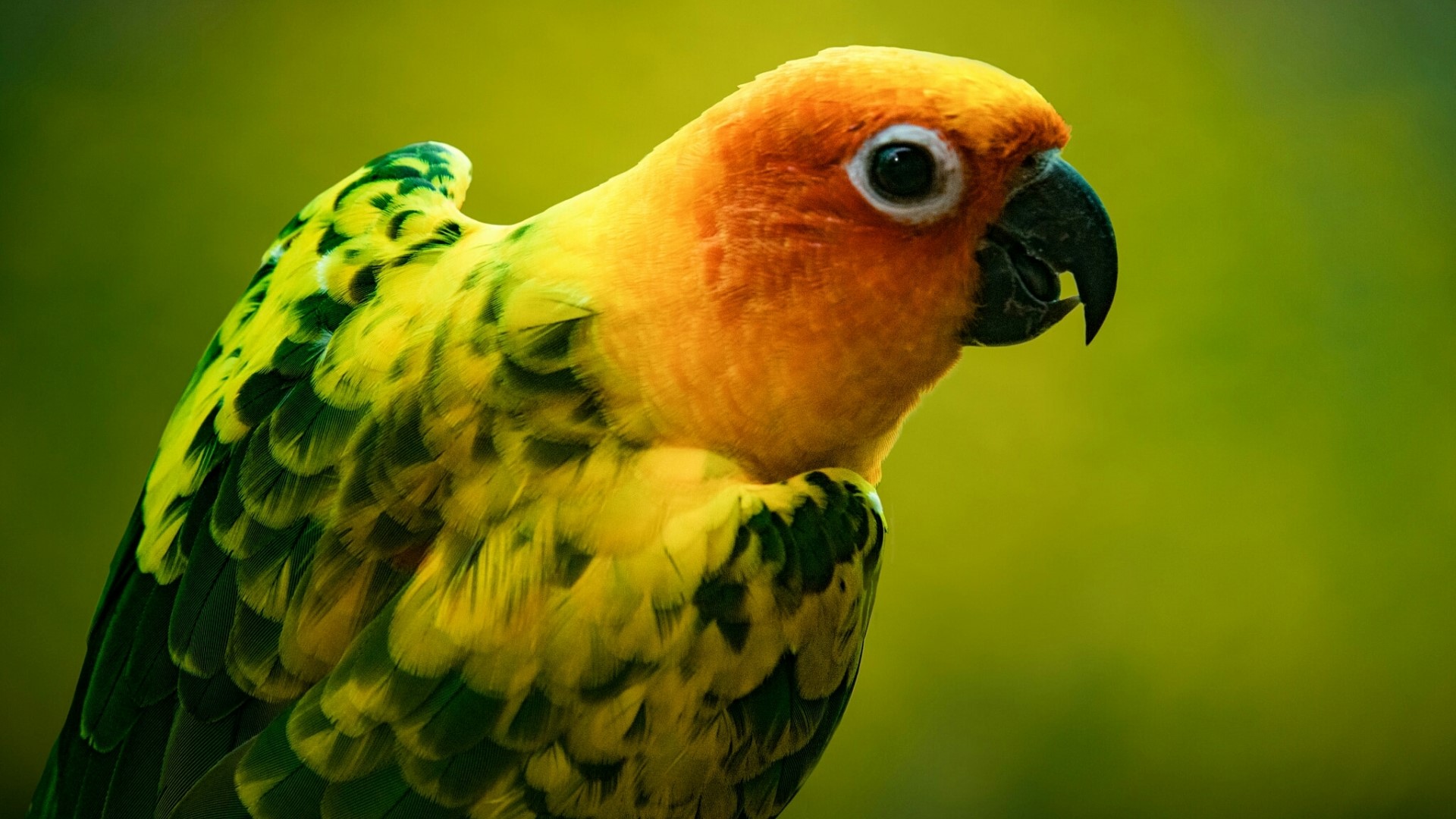Sun Conure Parrot Close-up HD Wallpaper