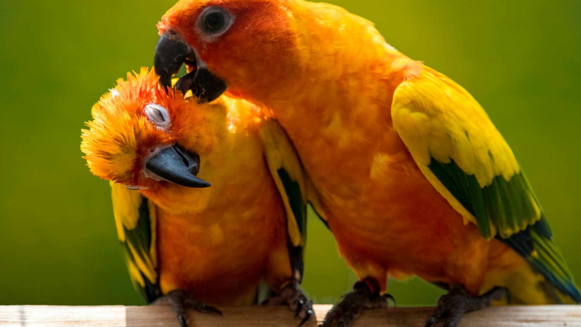 Two Sun Conure Parrots on a Perch HD Wallpaper