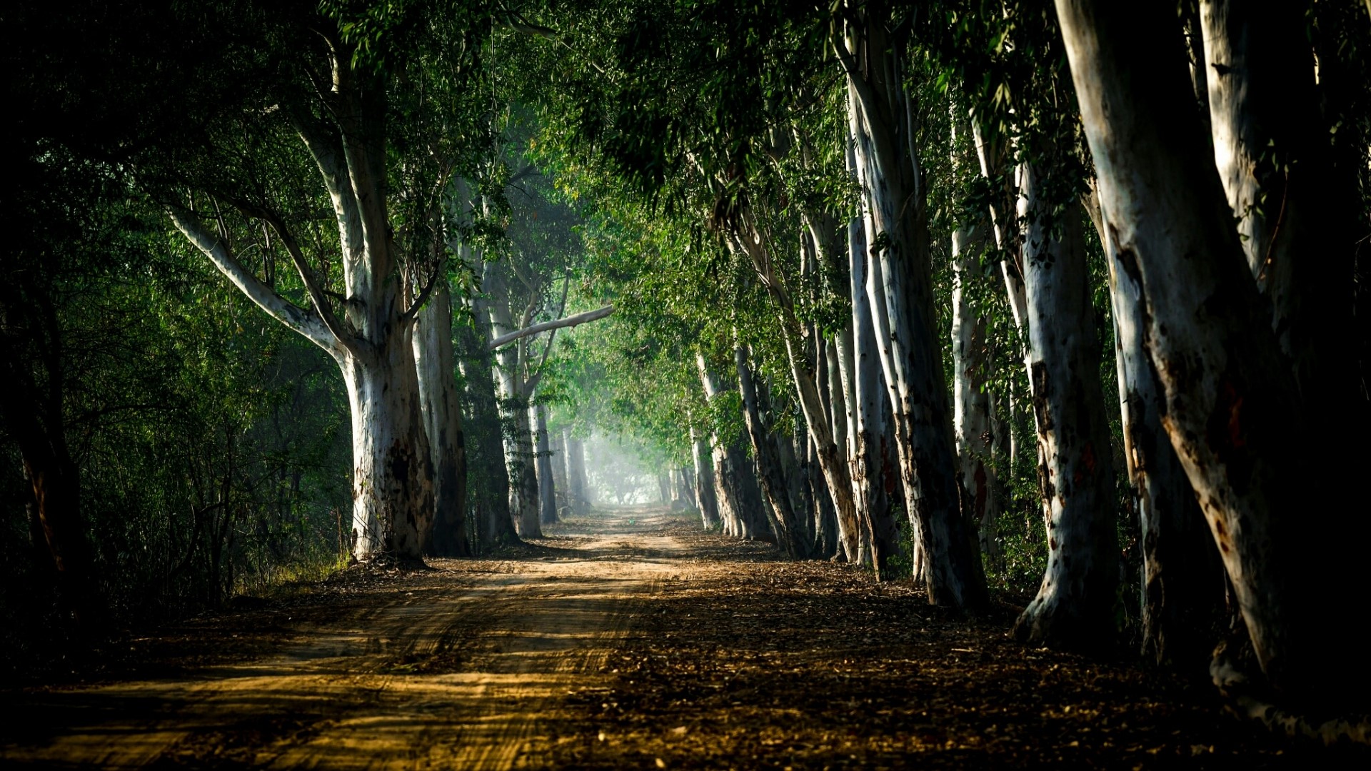 Dirt path through a eucalyptus forest HD Wallpaper