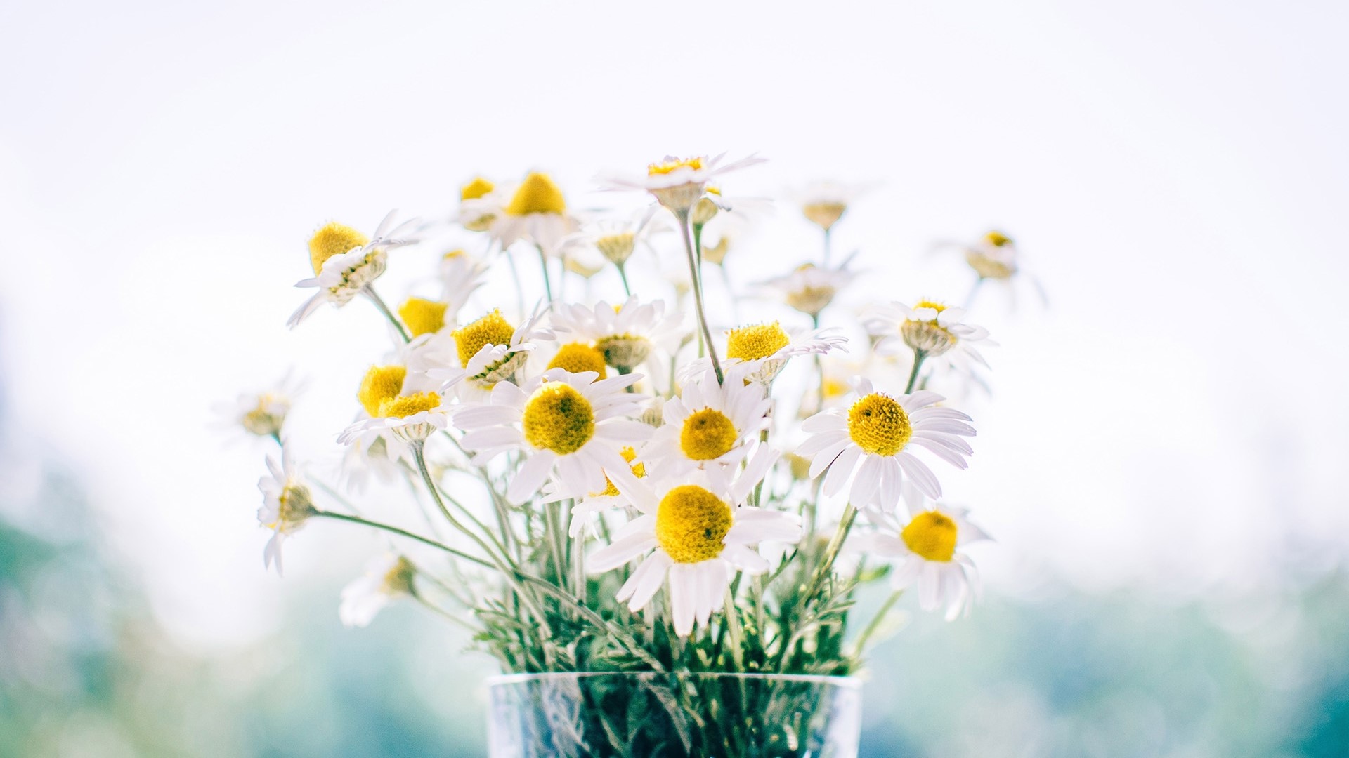 Bouquet of white daisies in a vase HD Wallpaper