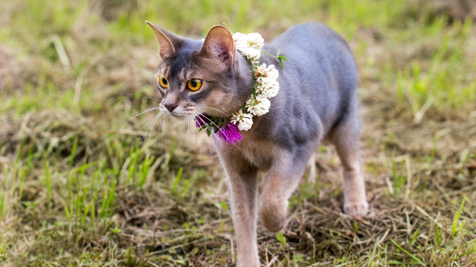 Abyssinian cat with flower crown HD Wallpaper