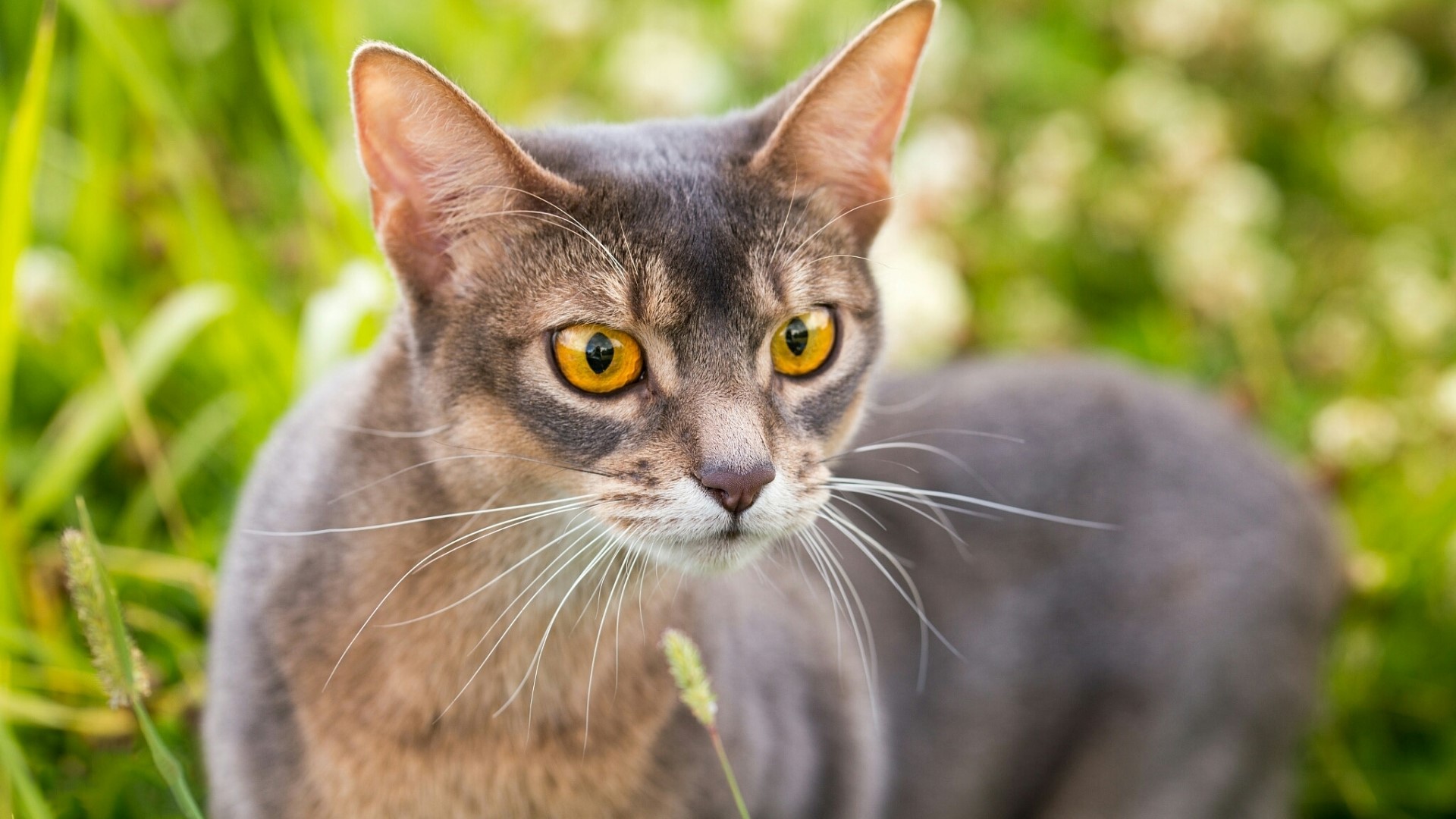 Abyssinian cat with yellow eyes in green grass HD Wallpaper