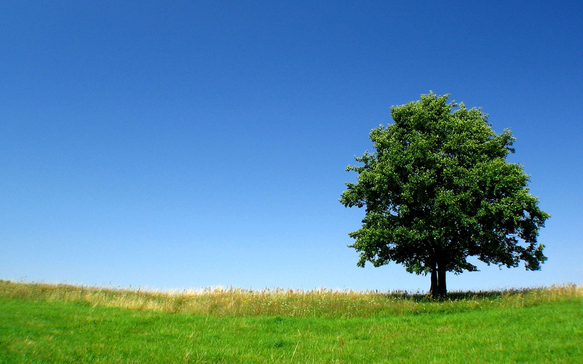 A lone tree in a green field under a blue sky HD Wallpaper