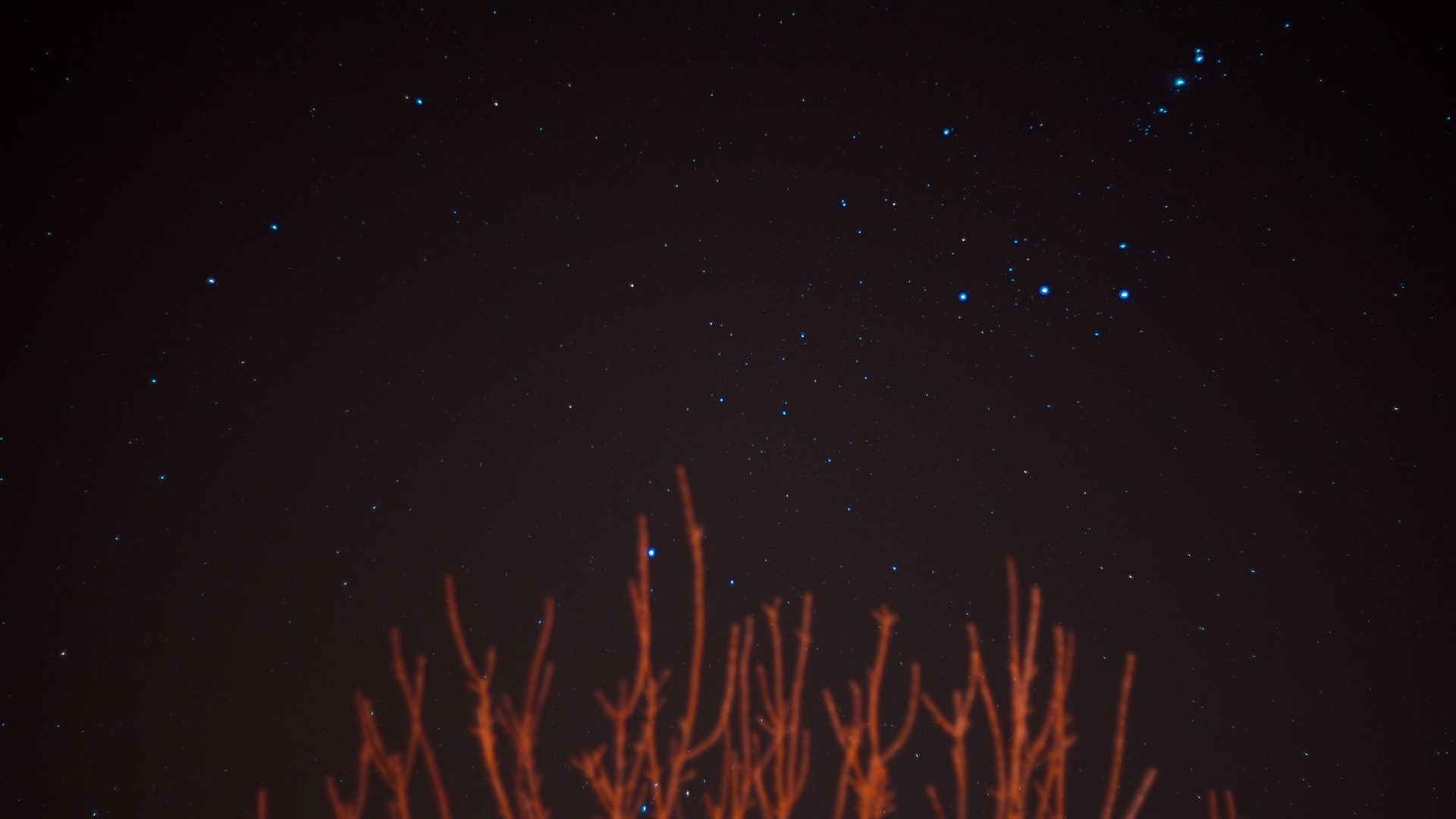 Starry night sky over silhouetted branches HD Wallpaper