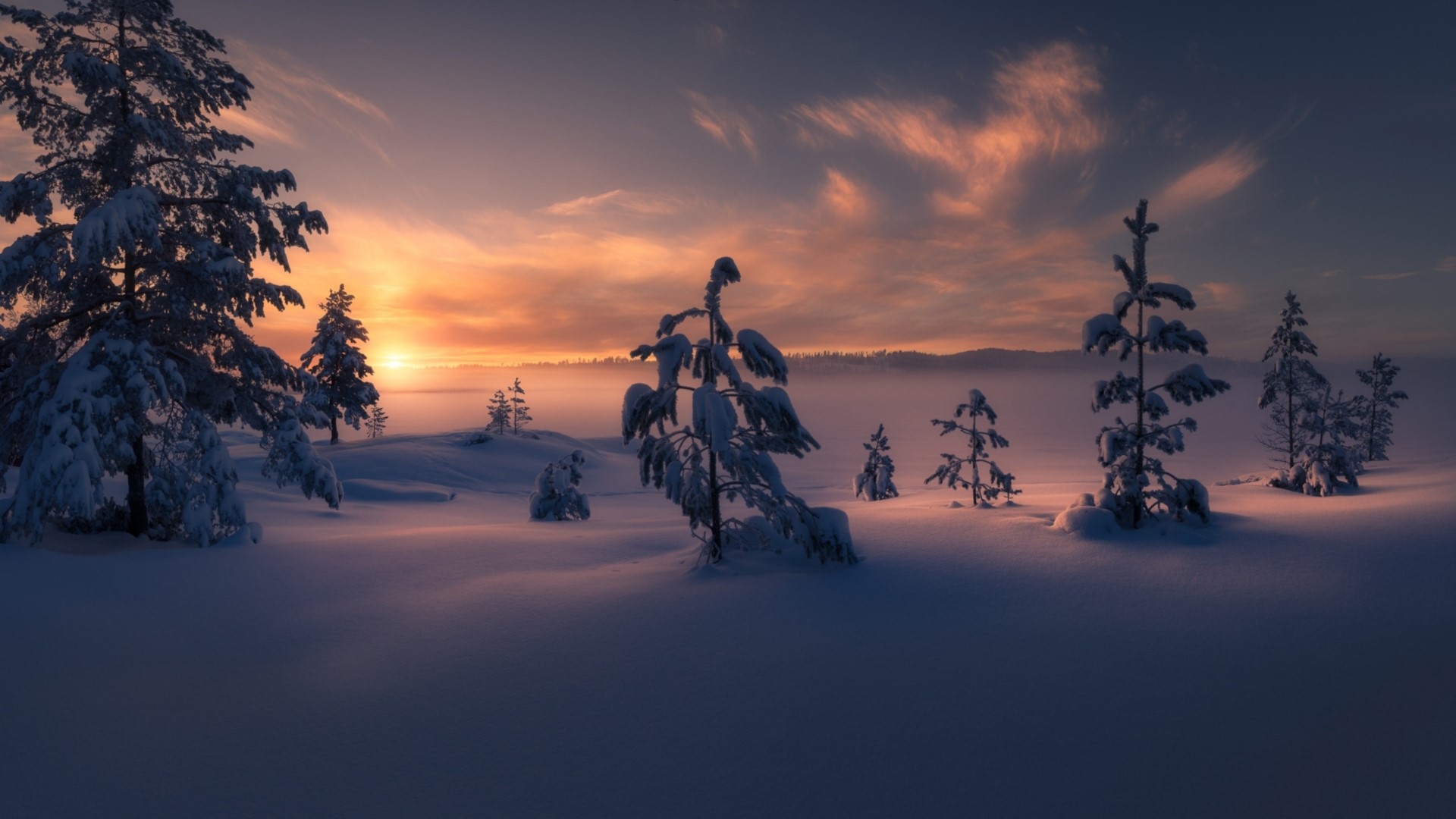 Snowy trees at sunset HD Wallpaper