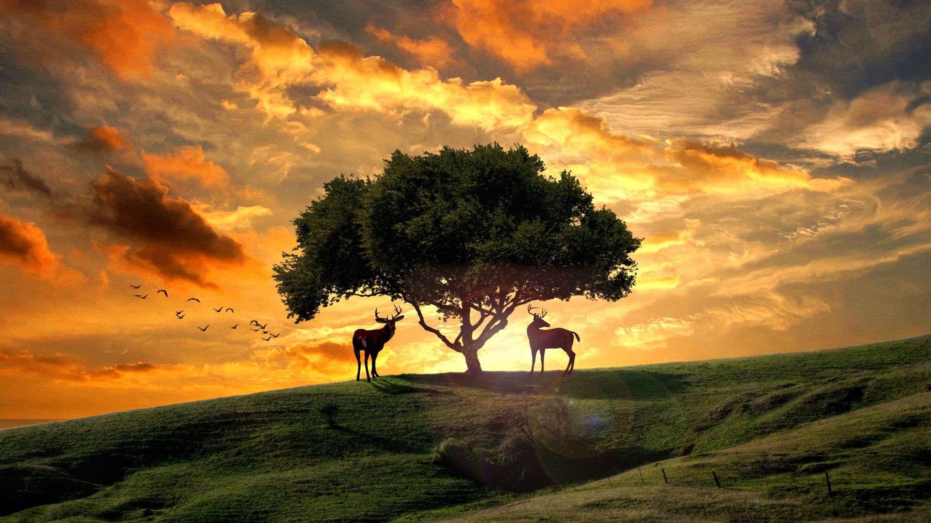 Deer under a tree at sunset HD Wallpaper
