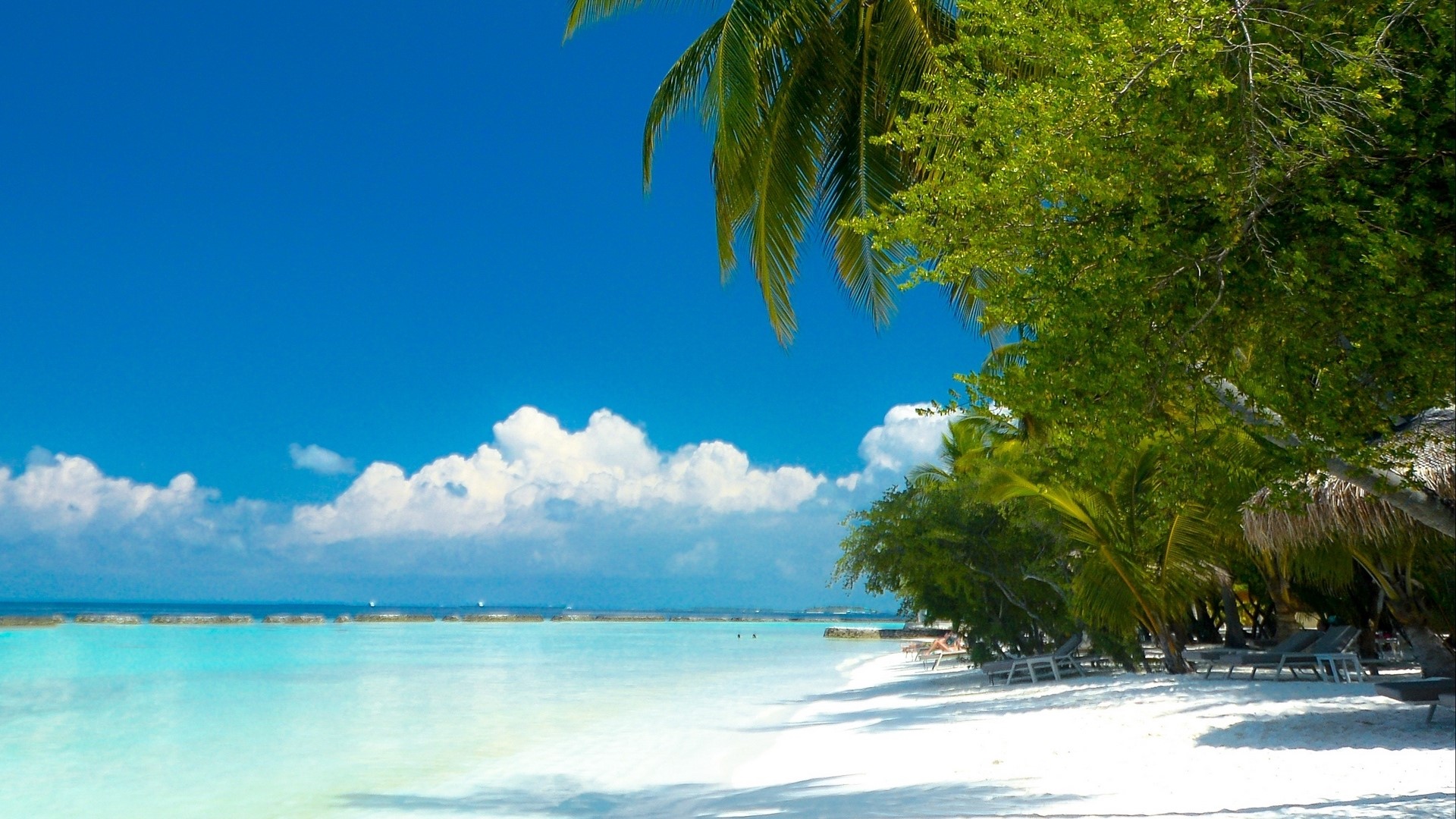 Tropical beach with palm trees and turquoise water HD Wallpaper