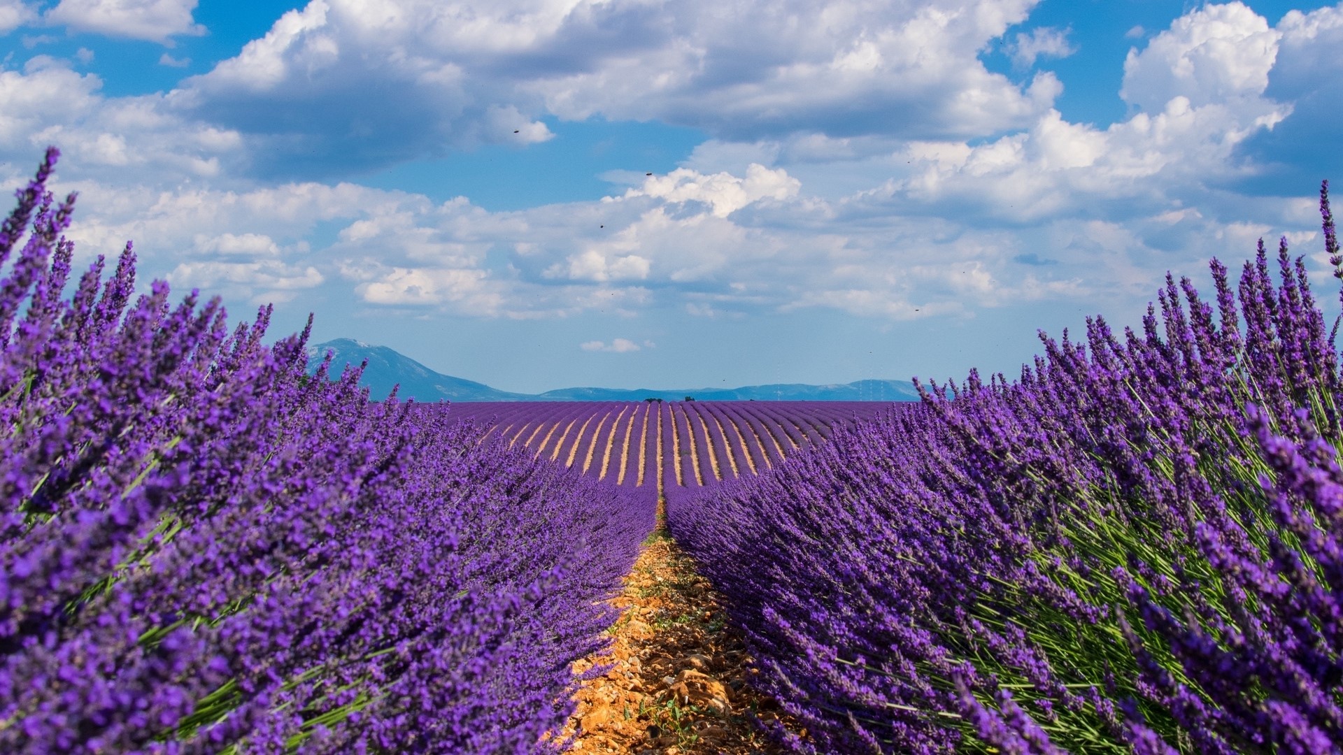 Lavender Field in Provence, France HD Wallpaper