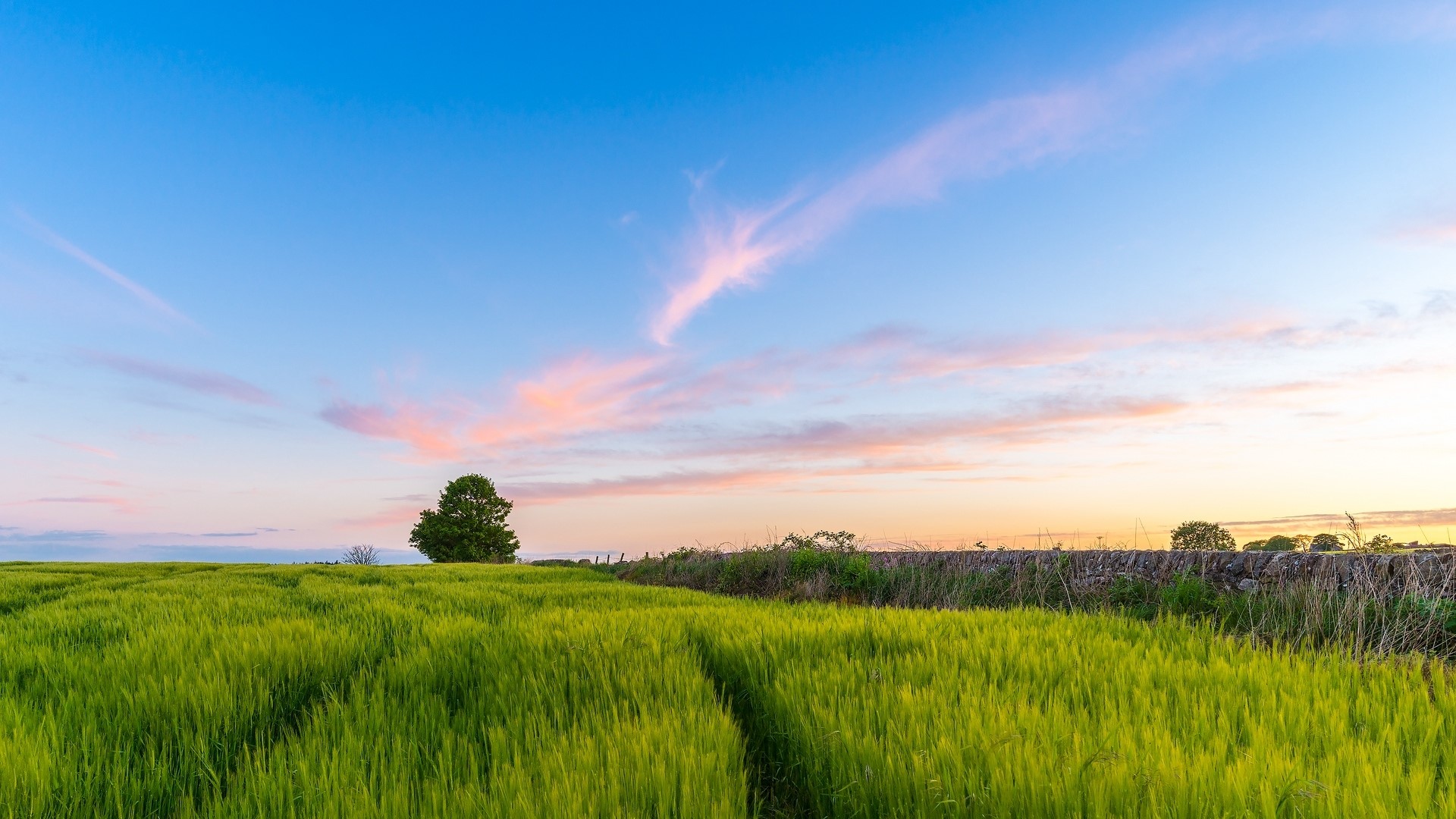 Green field at sunset with stone wall and tree HD Wallpaper