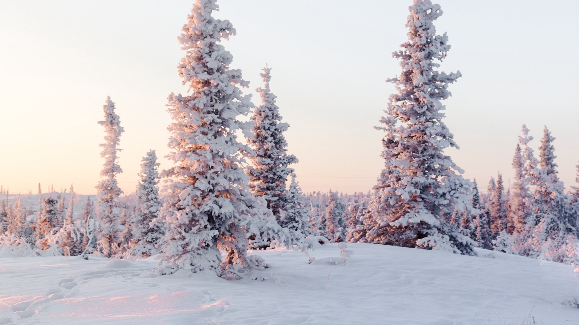 Snow-covered trees in a winter landscape HD Wallpaper