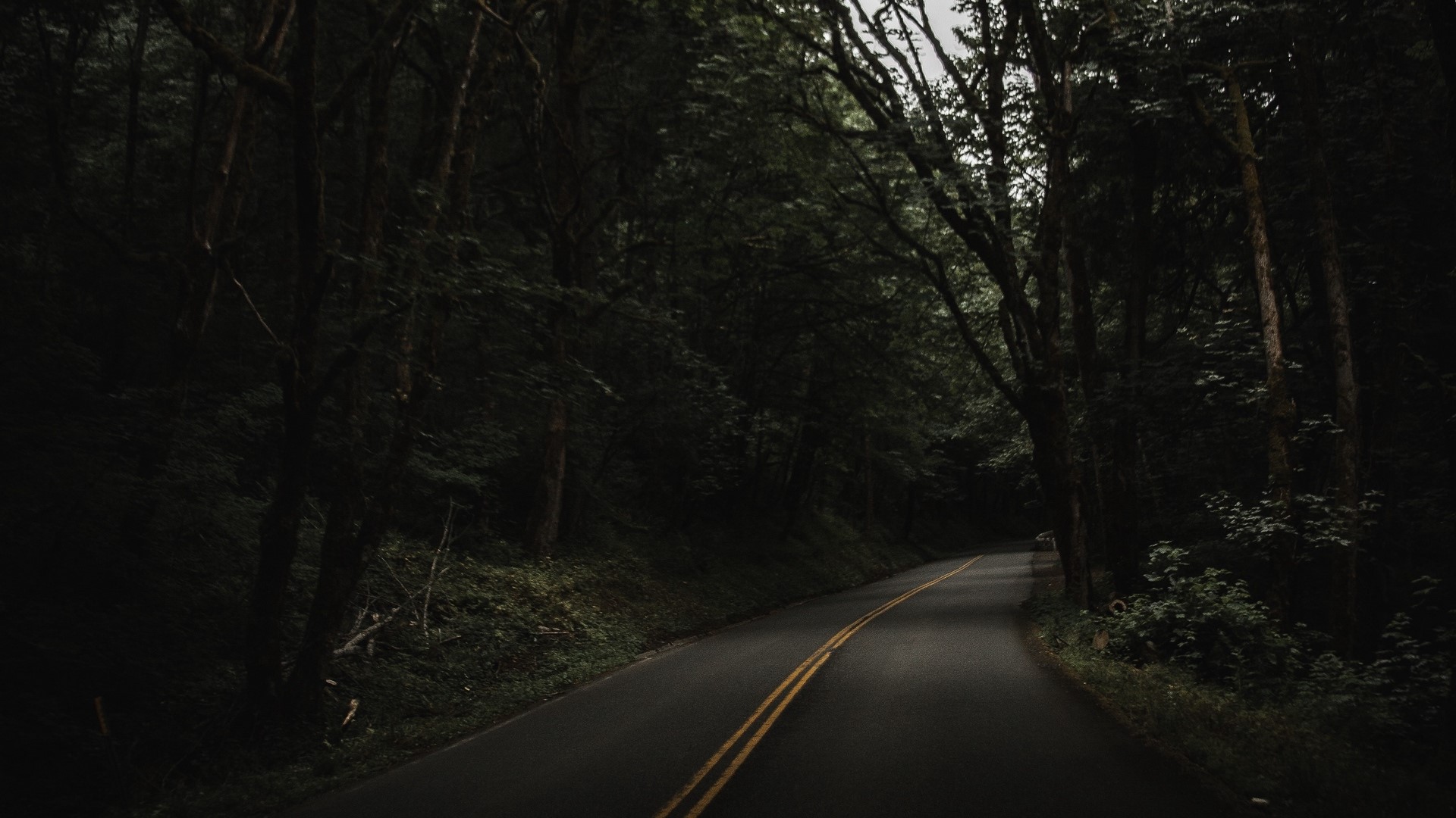 Road through a dark forest HD Wallpaper