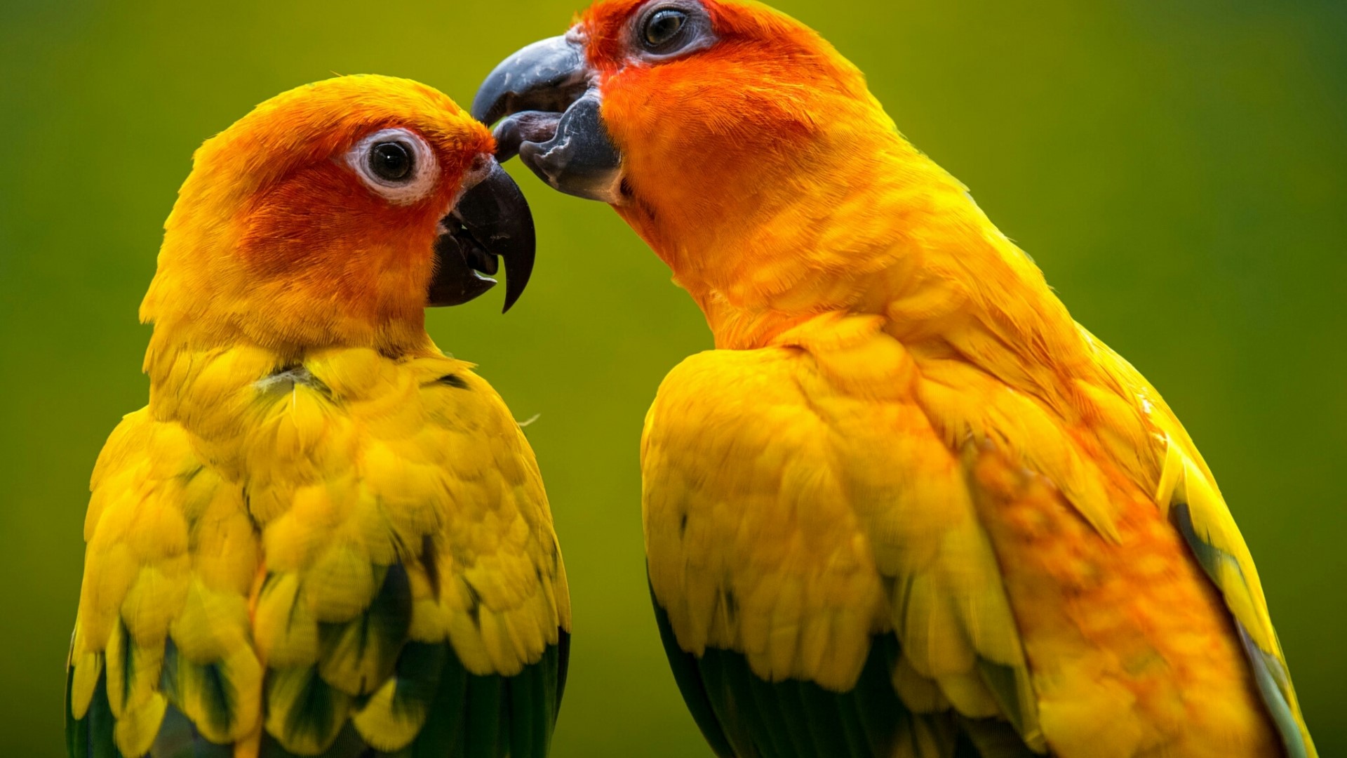 Two Sun Conure parrots HD Wallpaper