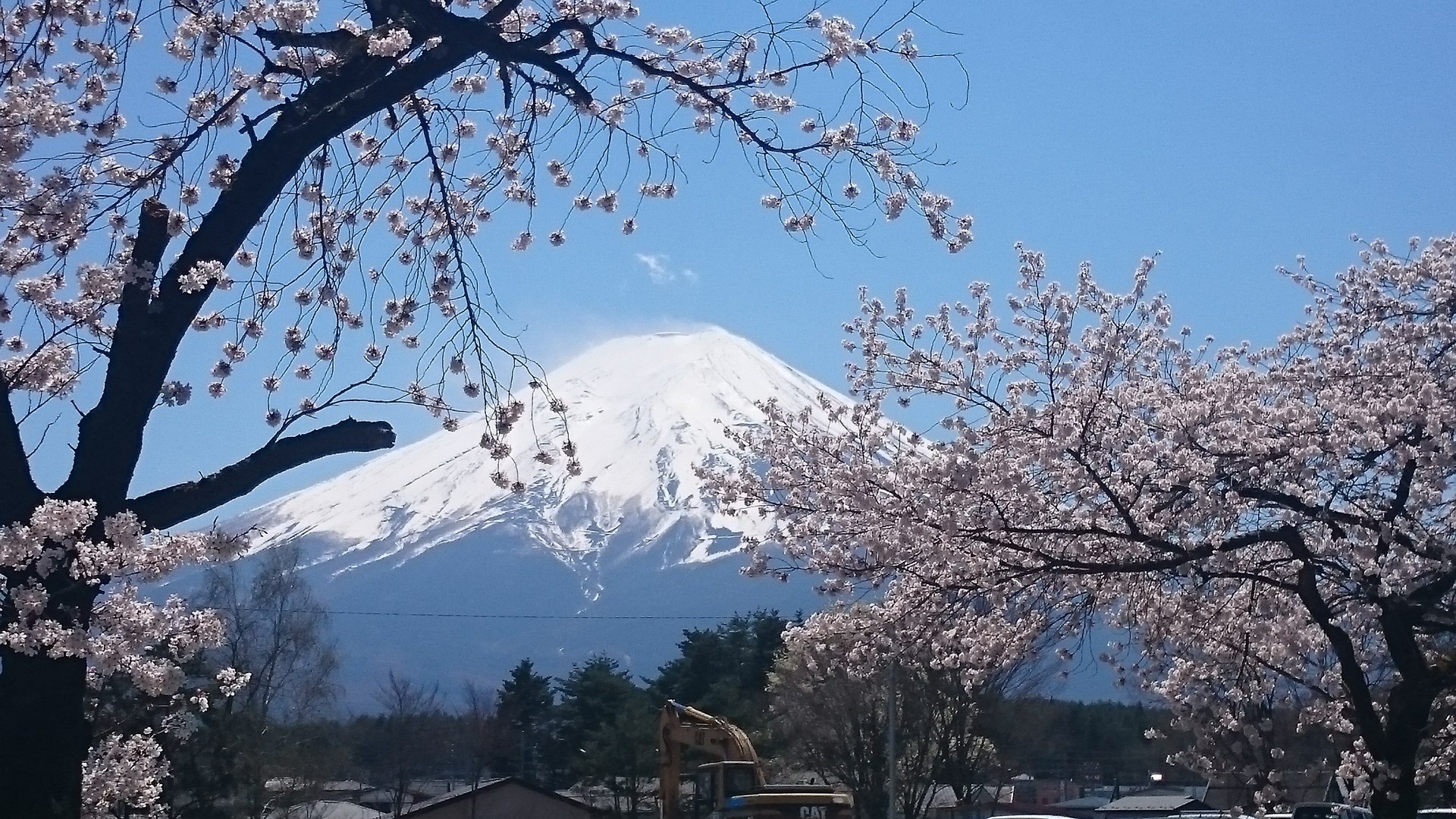 Mount Fuji with Cherry Blossoms HD Wallpaper