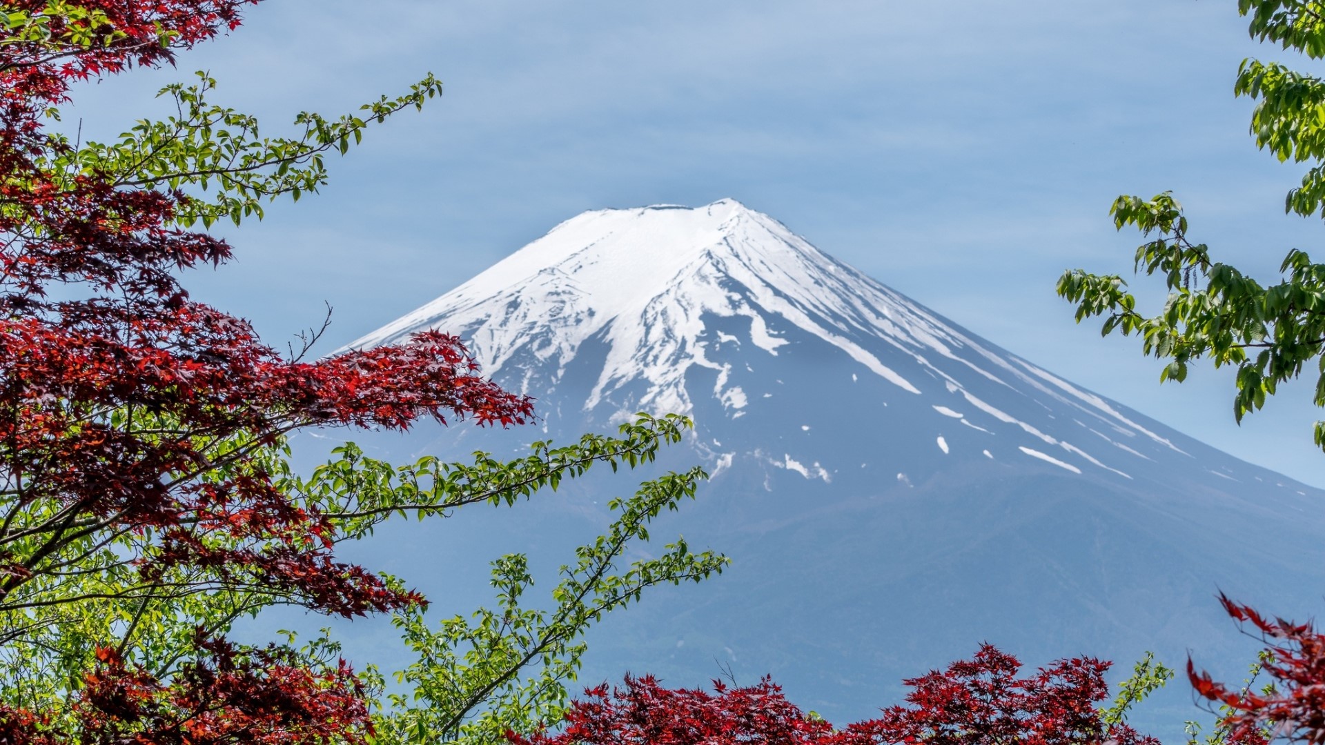 Mount Fuji with Maple Trees HD Wallpaper