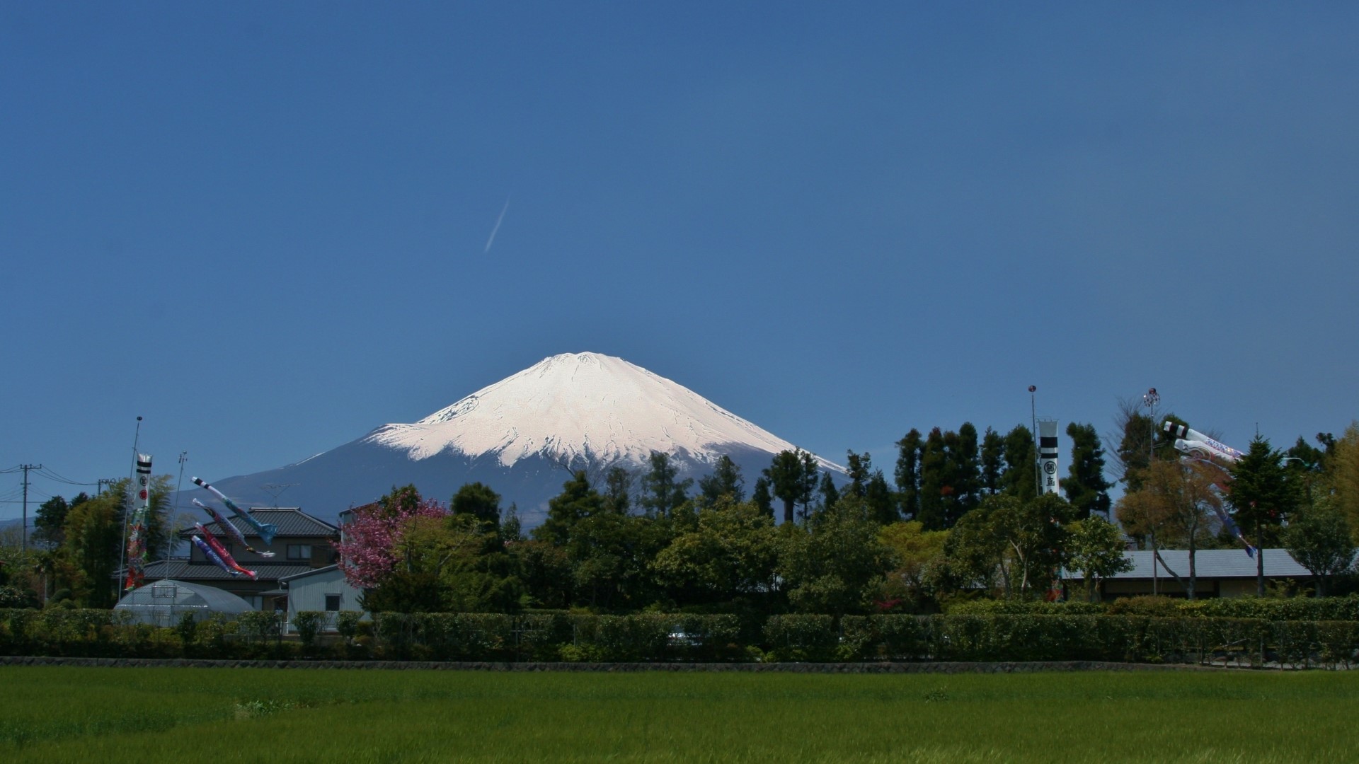 Mount Fuji with Koinobori and green field HD Wallpaper