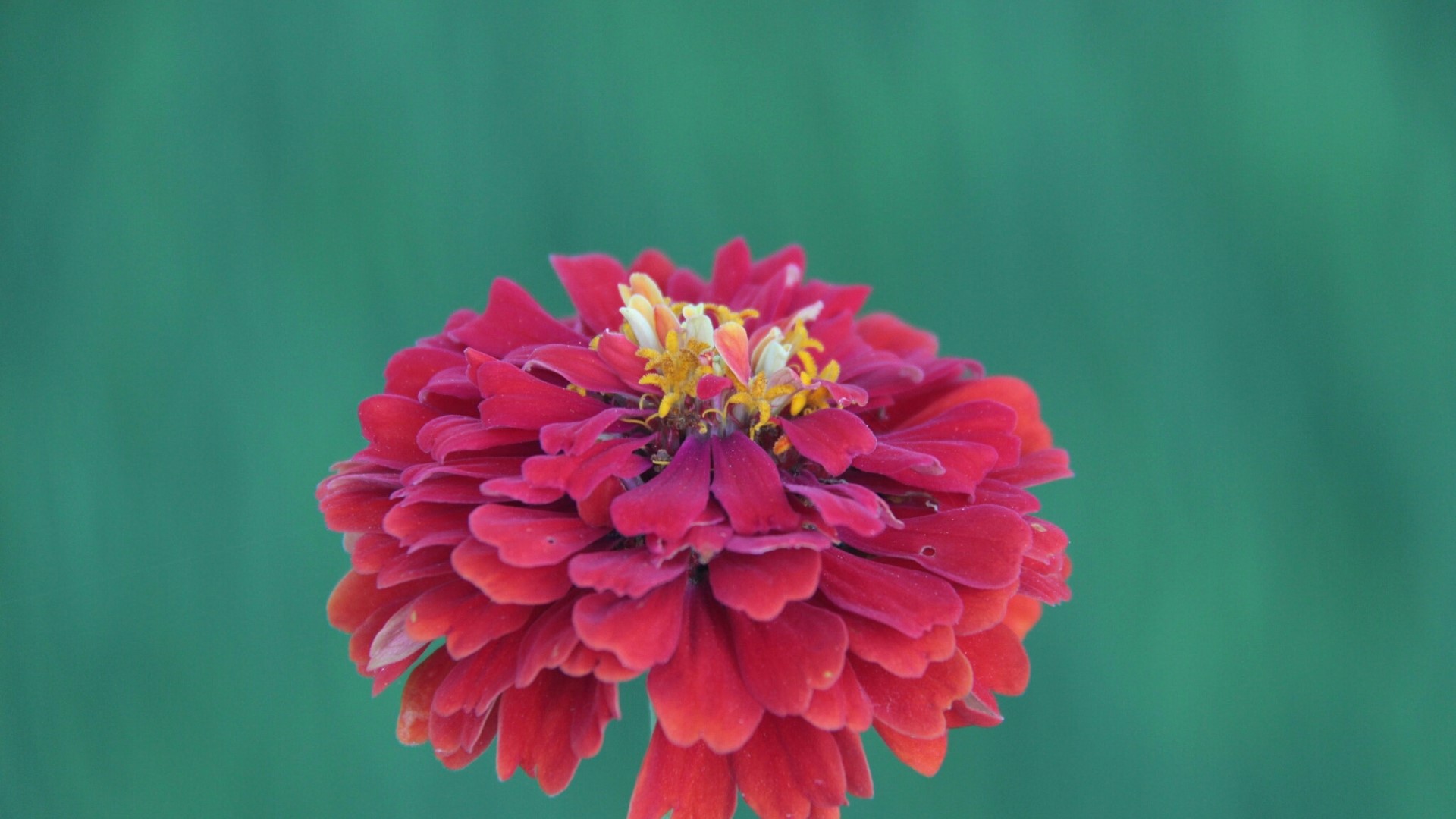 Red Zinnia Flower HD Wallpaper