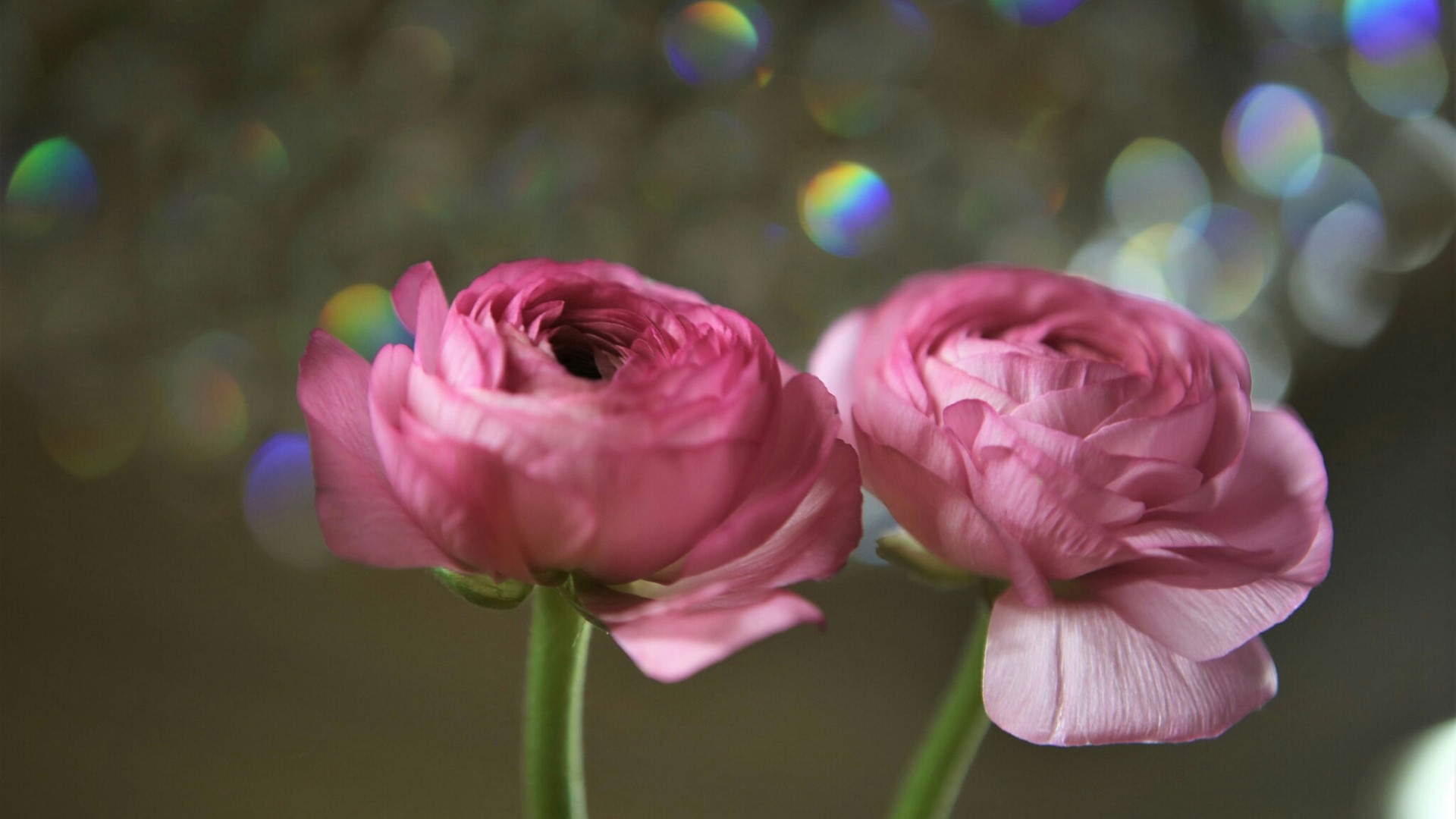 Two pink ranunculus flowers with bokeh background HD Wallpaper