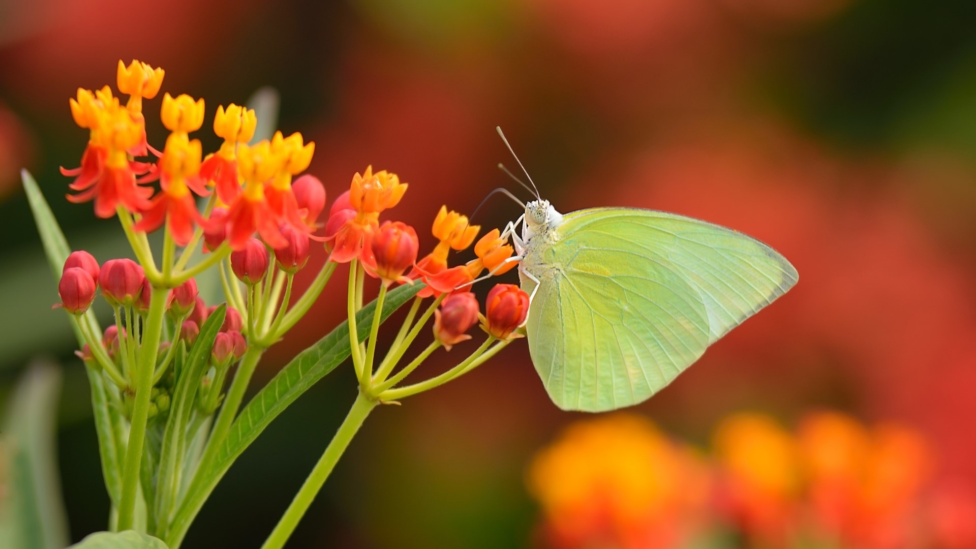 Yellow butterfly on orange and red flowers HD Wallpaper