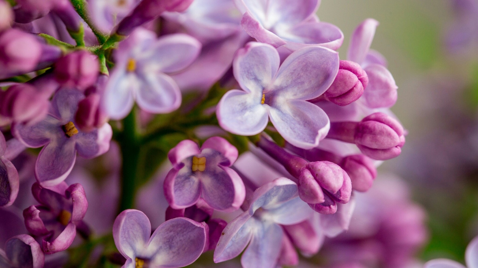 Close-up of purple lilac flowers HD Wallpaper