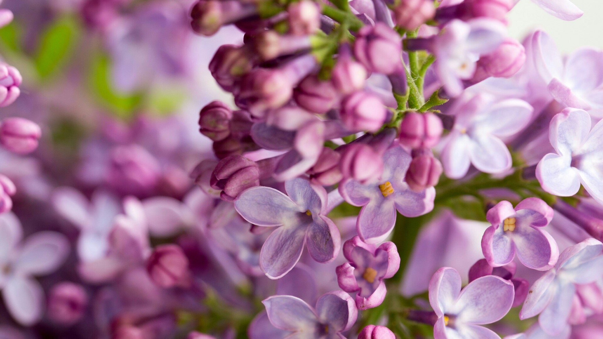 Close-up of Purple Lilac Flowers HD Wallpaper