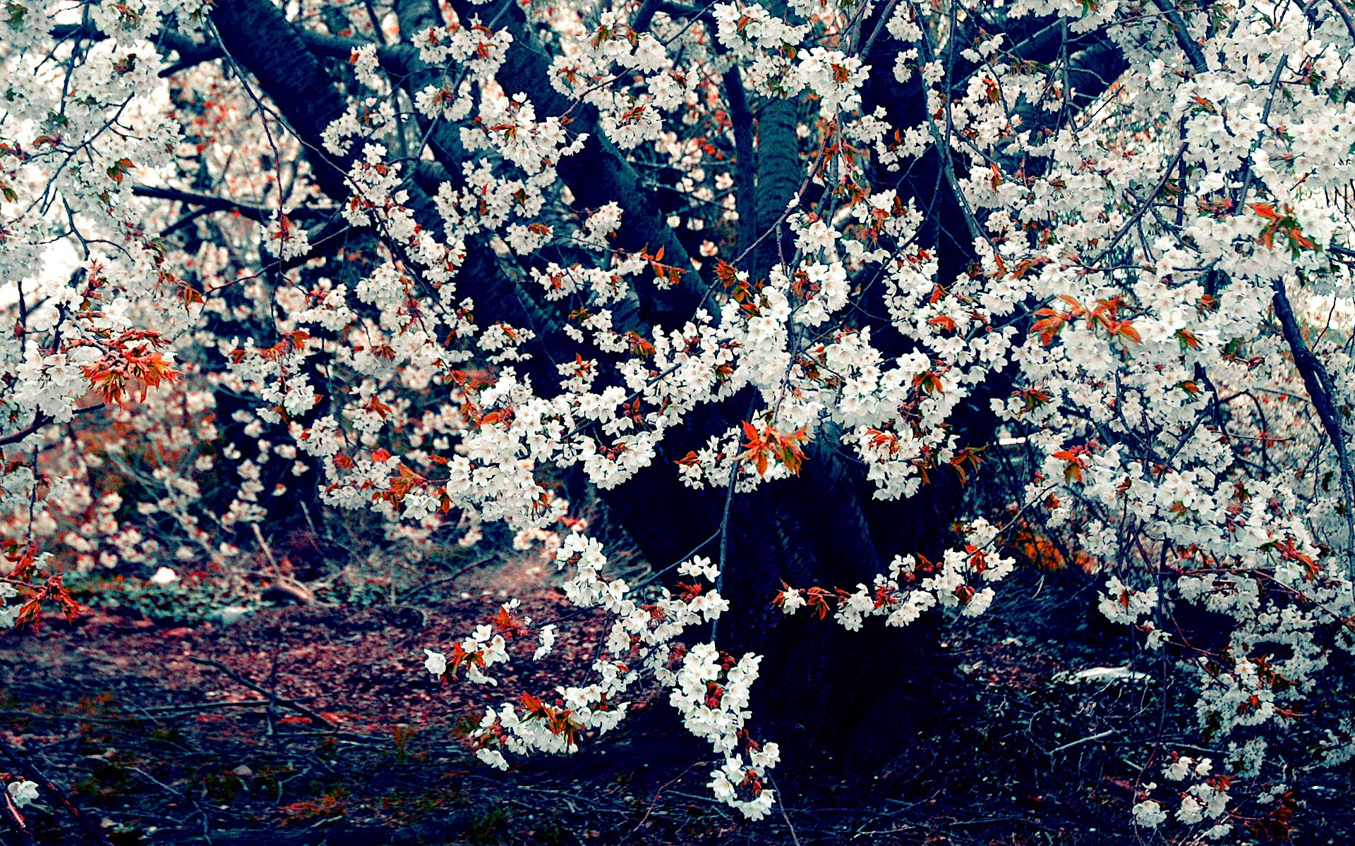 Cherry blossoms on a dark tree trunk HD Wallpaper