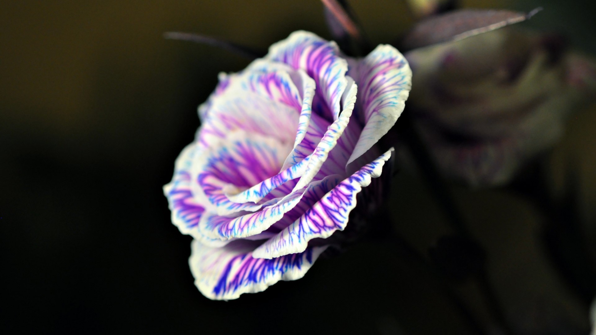 Close-up of a striped rose flower HD Wallpaper