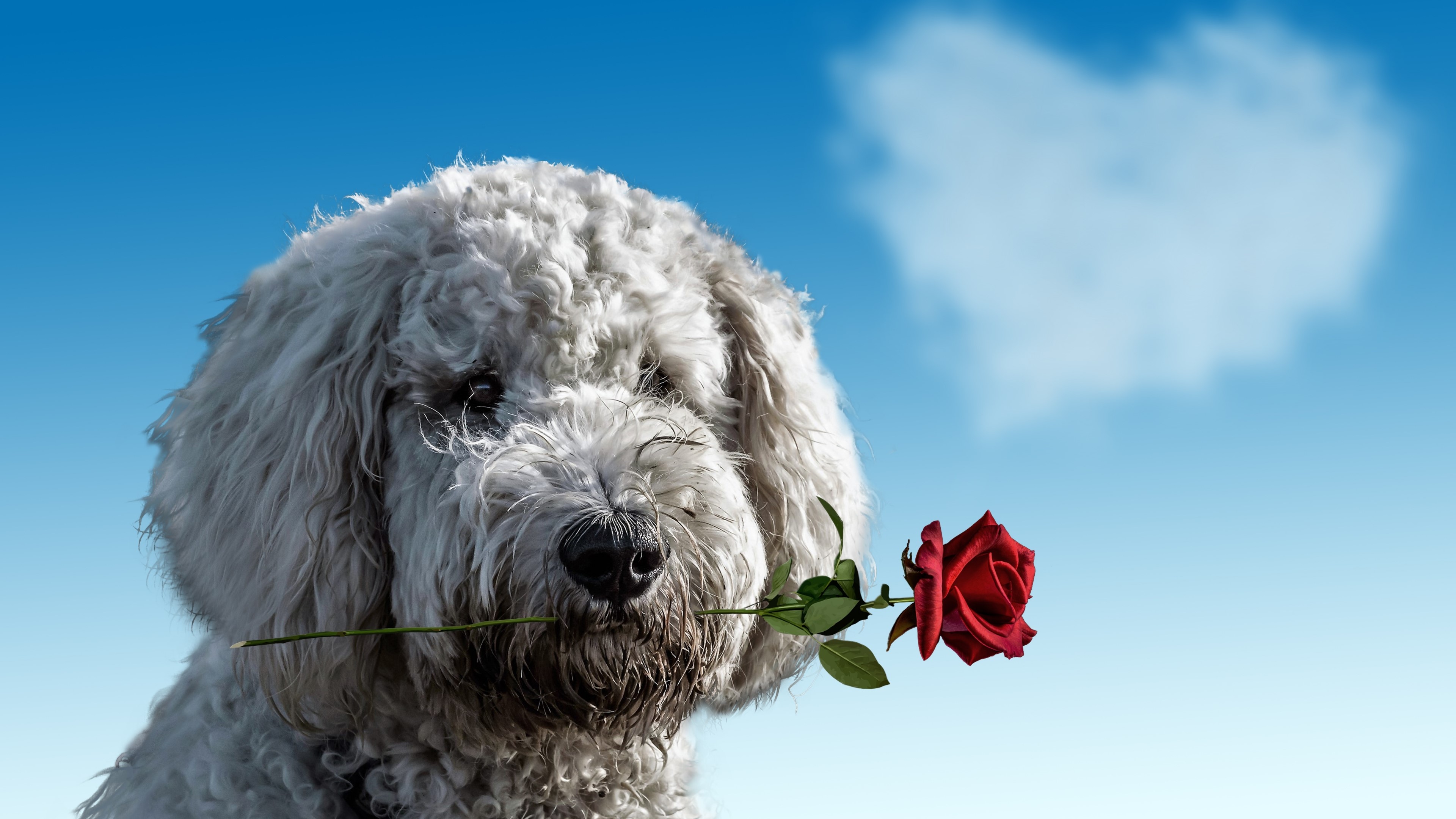 4K Dog Holding a Red Rose HD Wallpaper