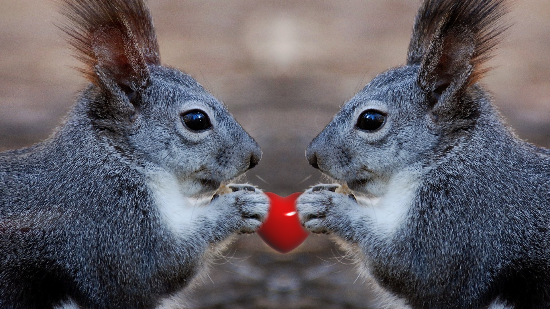 Two squirrels holding a red heart HD Wallpaper