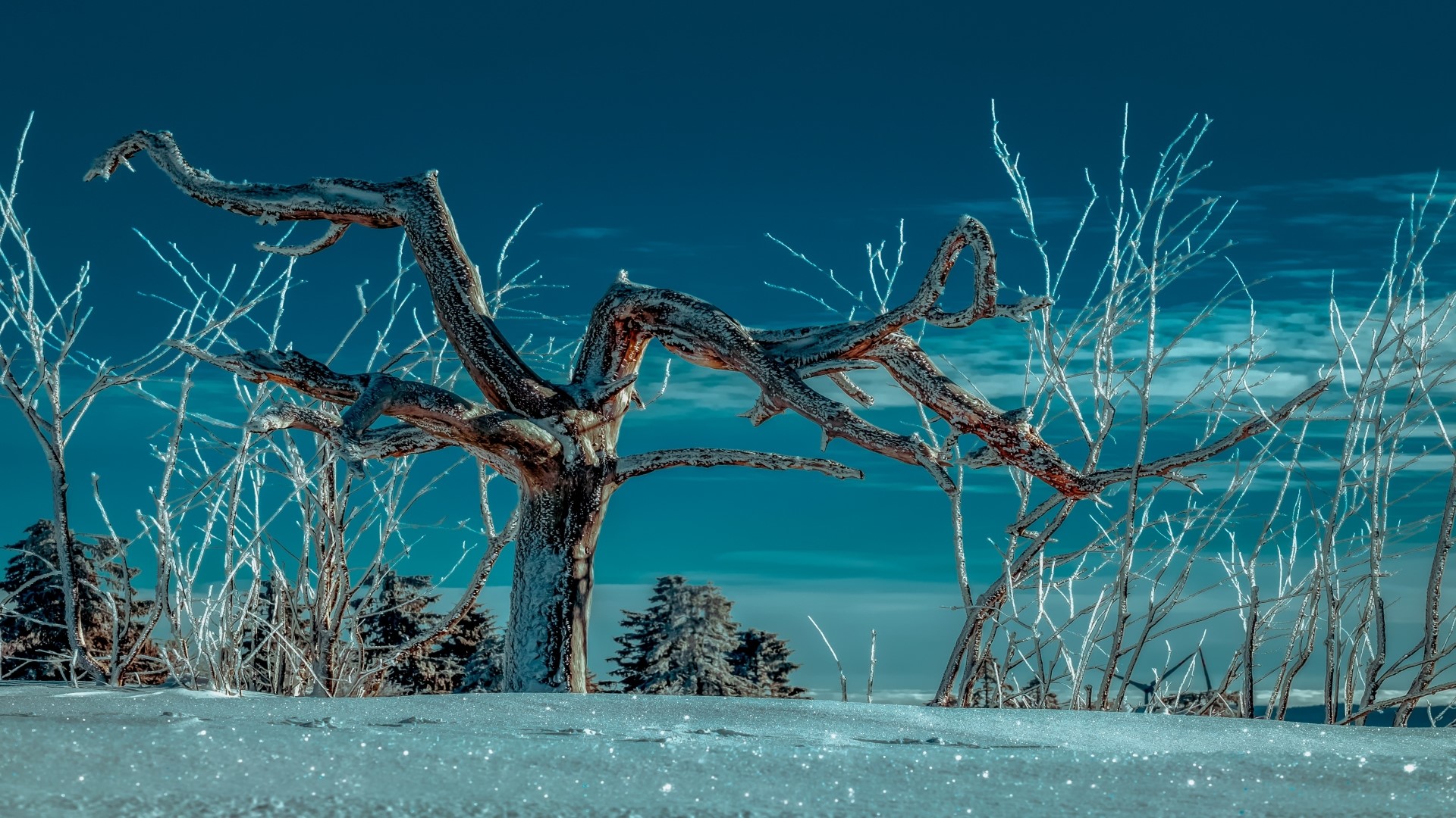 Frozen tree branches in a snowy landscape HD Wallpaper
