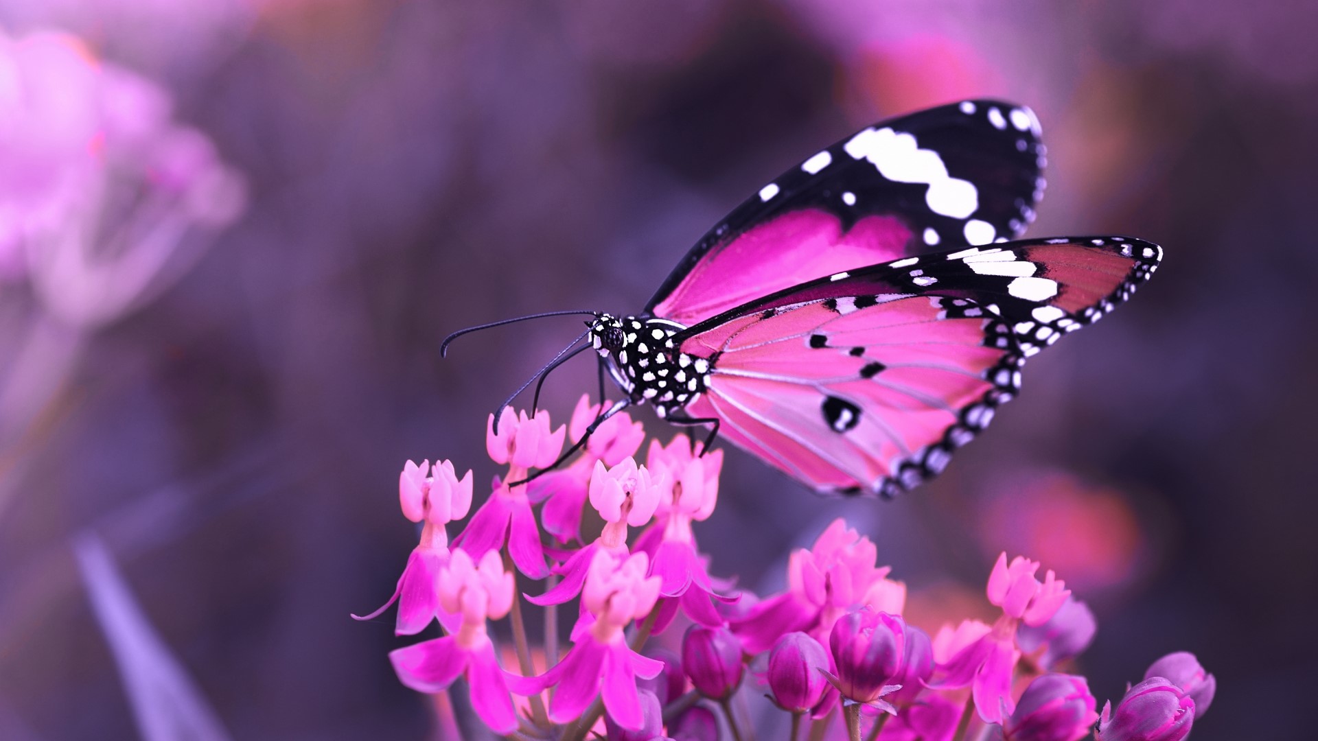 Pink butterfly on pink flowers HD Wallpaper