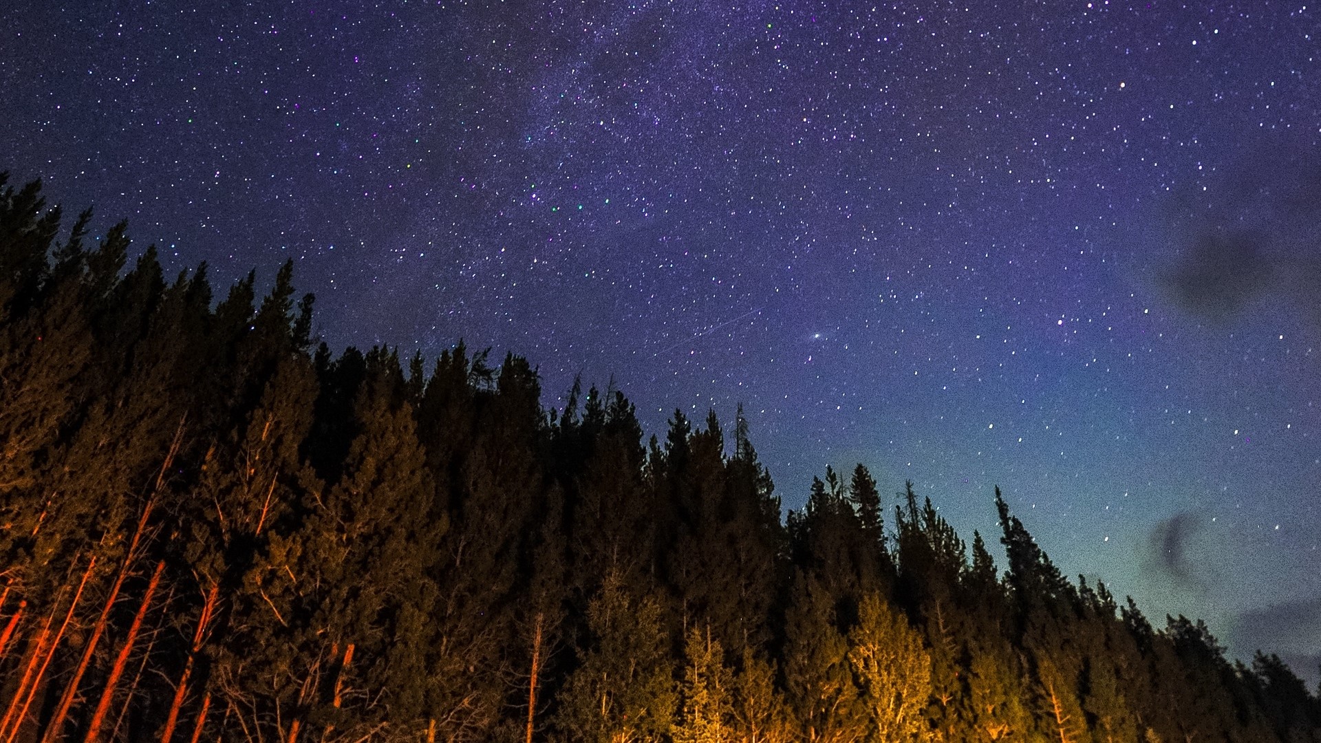 Starry night sky over a forest HD Wallpaper
