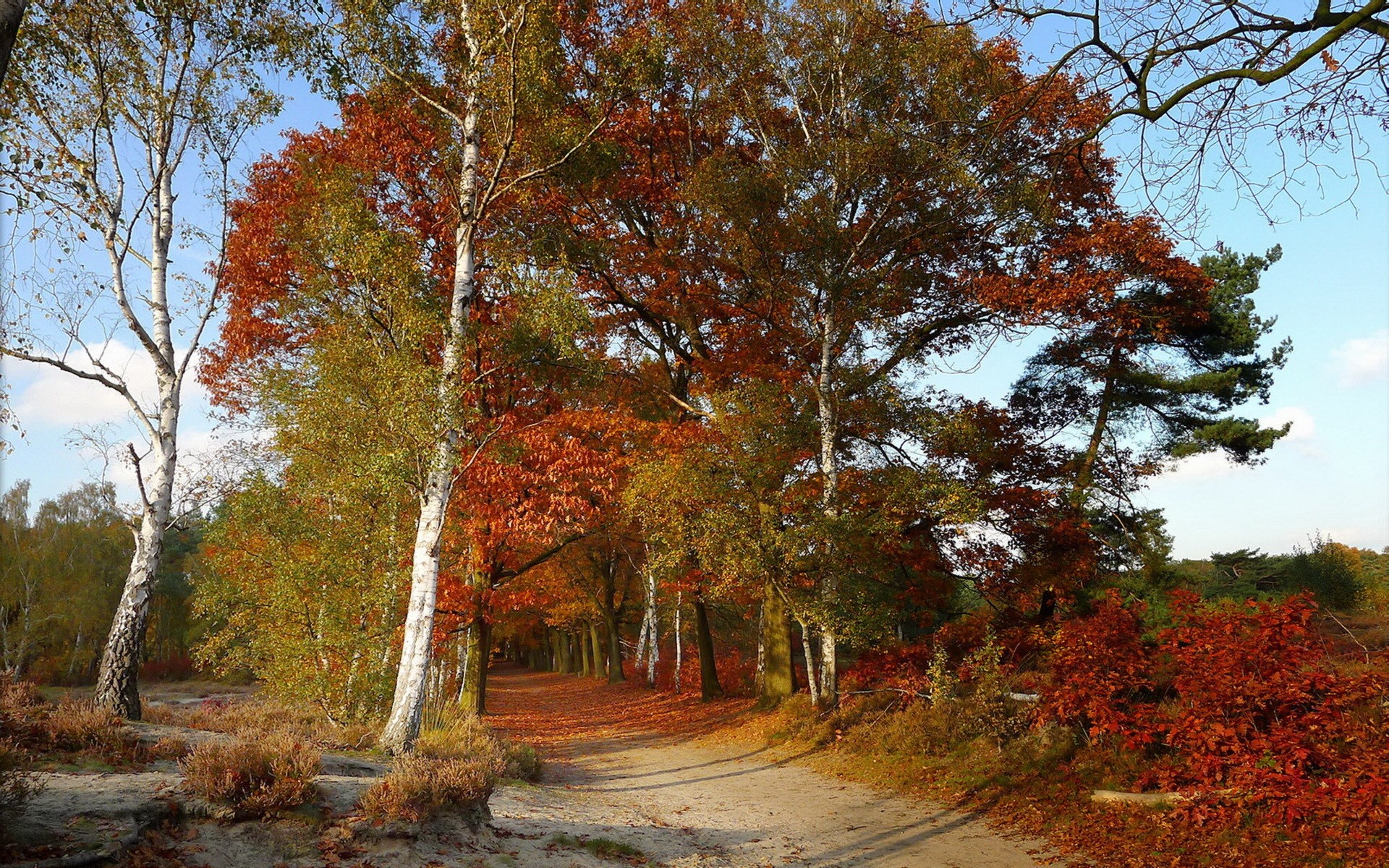 Autumn forest path with colorful trees and fallen leaves HD Wallpaper