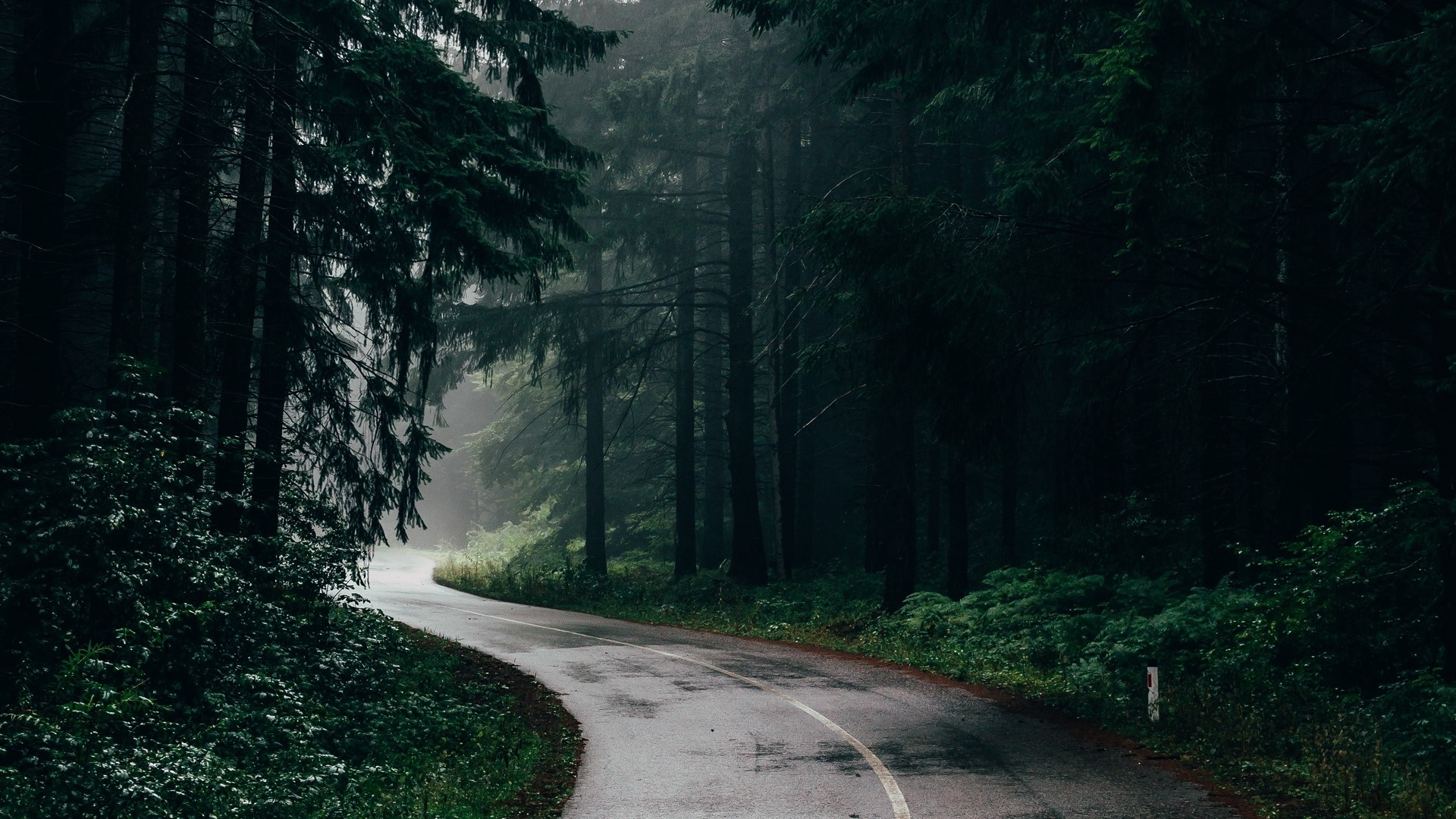 Winding Road Through a Dark Forest HD Wallpaper