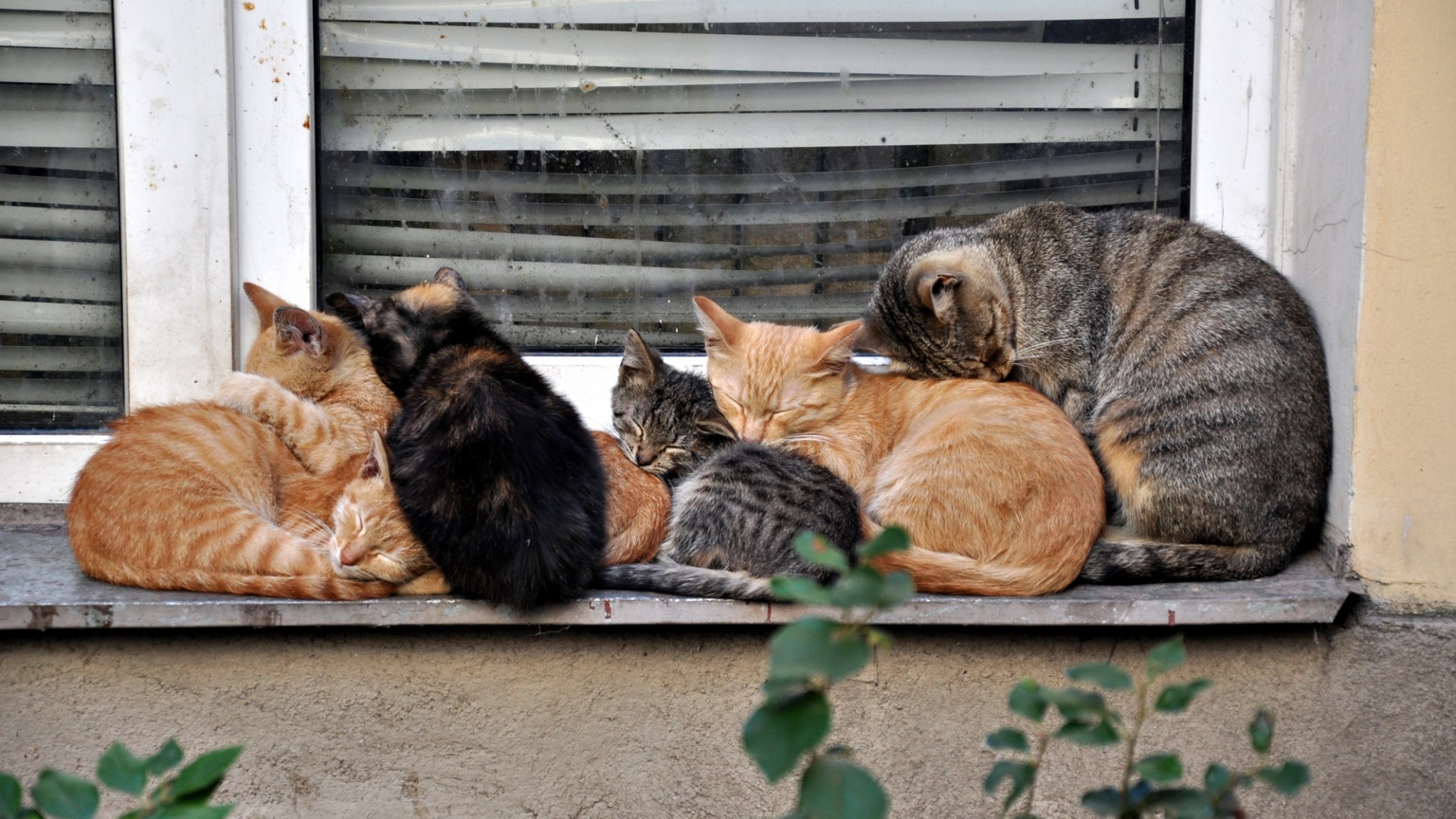 Group of cats sleeping on a windowsill HD Wallpaper