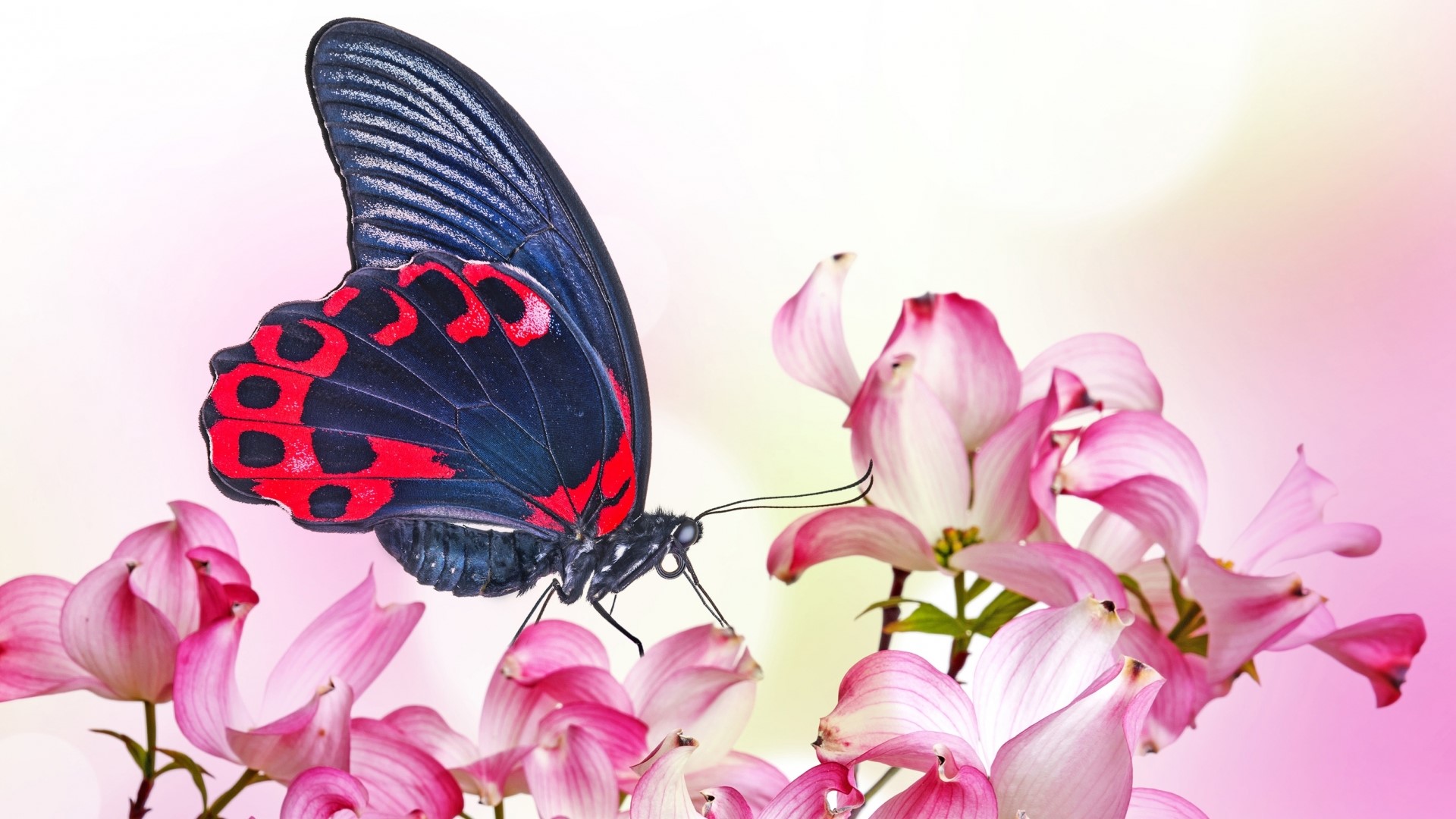 Butterfly on pink flowers HD Wallpaper