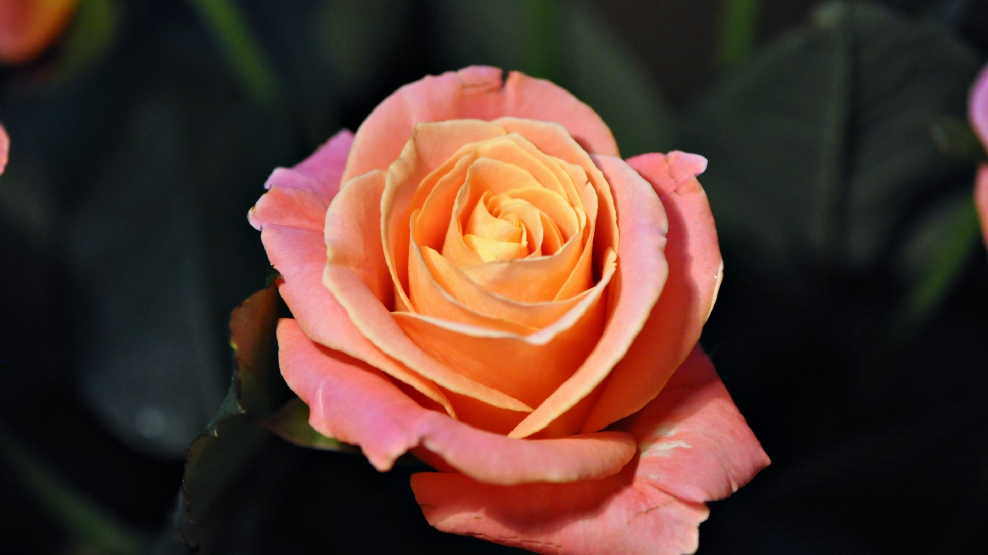 Close-up of a peach and pink rose HD Wallpaper