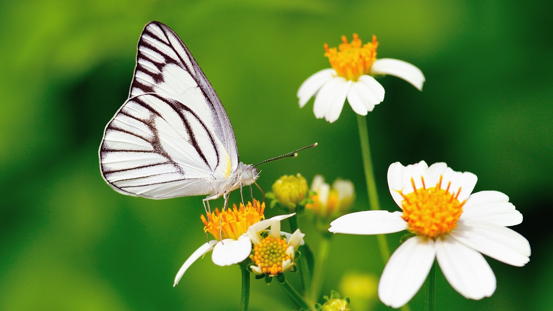 White butterfly on a flower HD Wallpaper