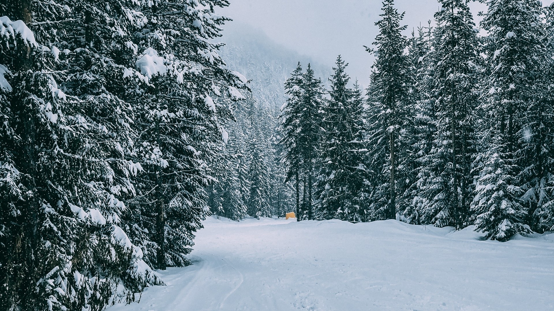 Snowy forest path with pine trees HD Wallpaper