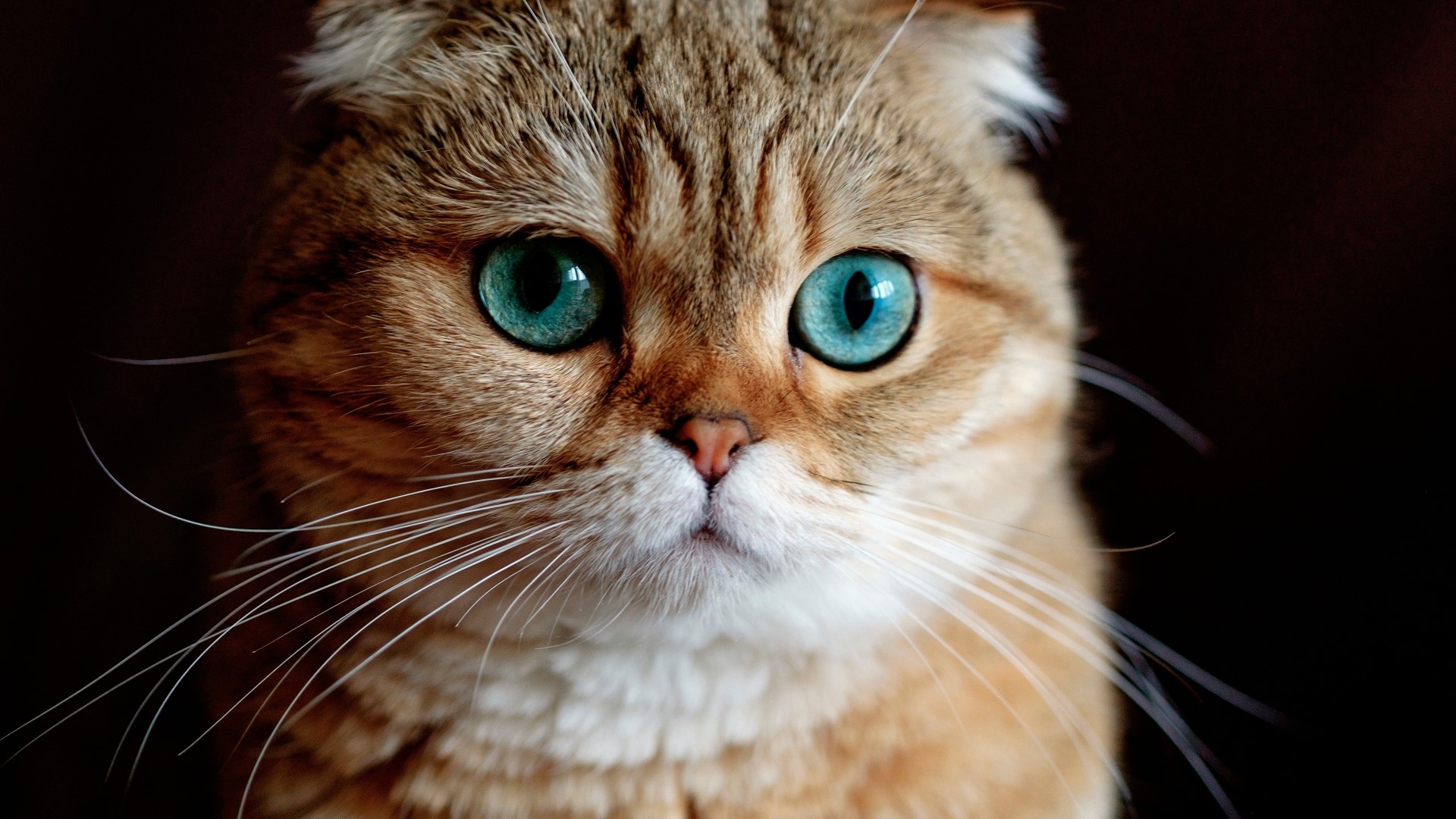 Close-up of a Scottish Fold cat with blue eyes HD Wallpaper