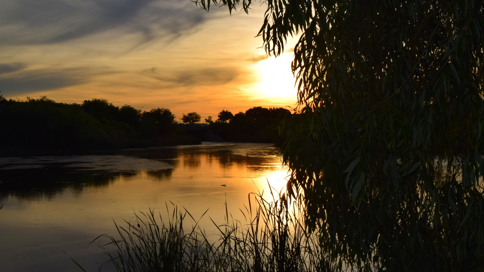 Sunset over a river with trees and reeds HD Wallpaper