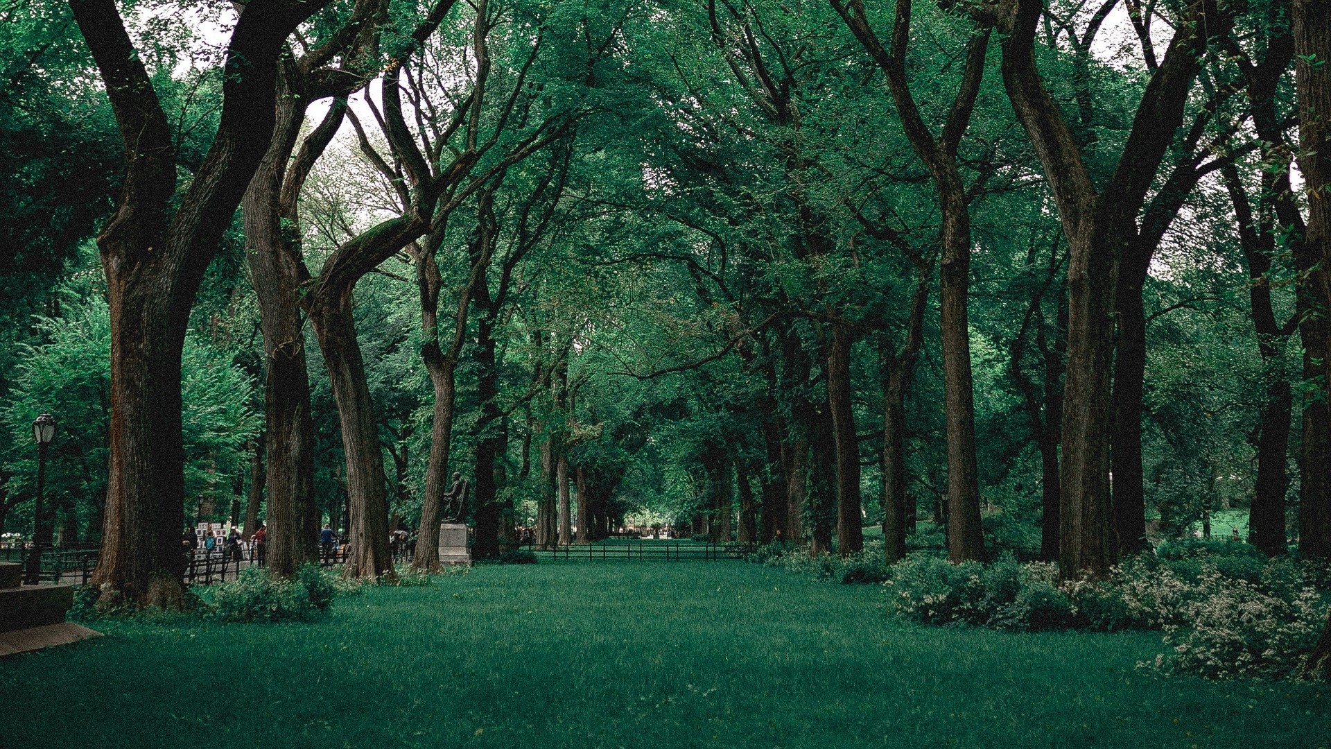 Tree-lined path in a park HD Wallpaper