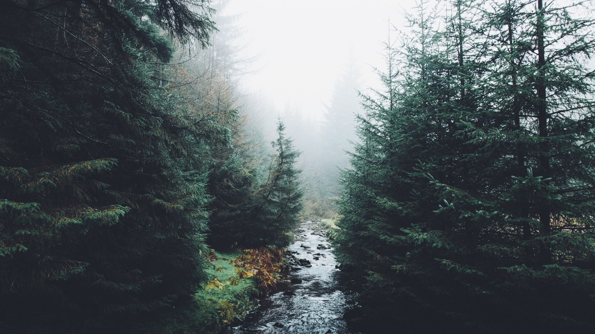 Misty forest with a stream HD Wallpaper