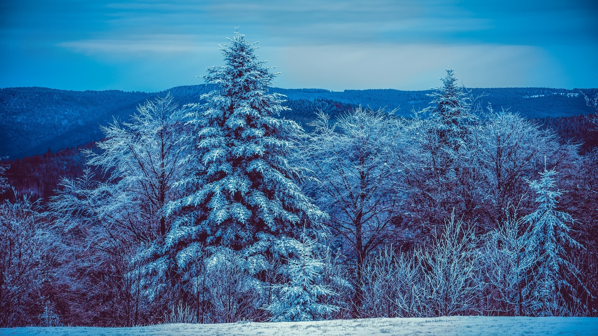 Snow-covered trees in a winter forest landscape HD Wallpaper