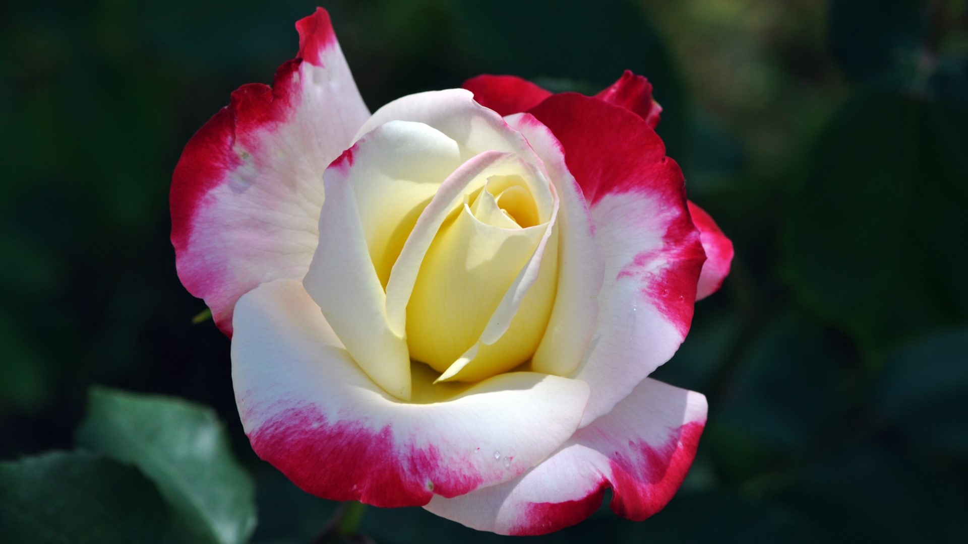 A bi-colored rose with white and red petals HD Wallpaper