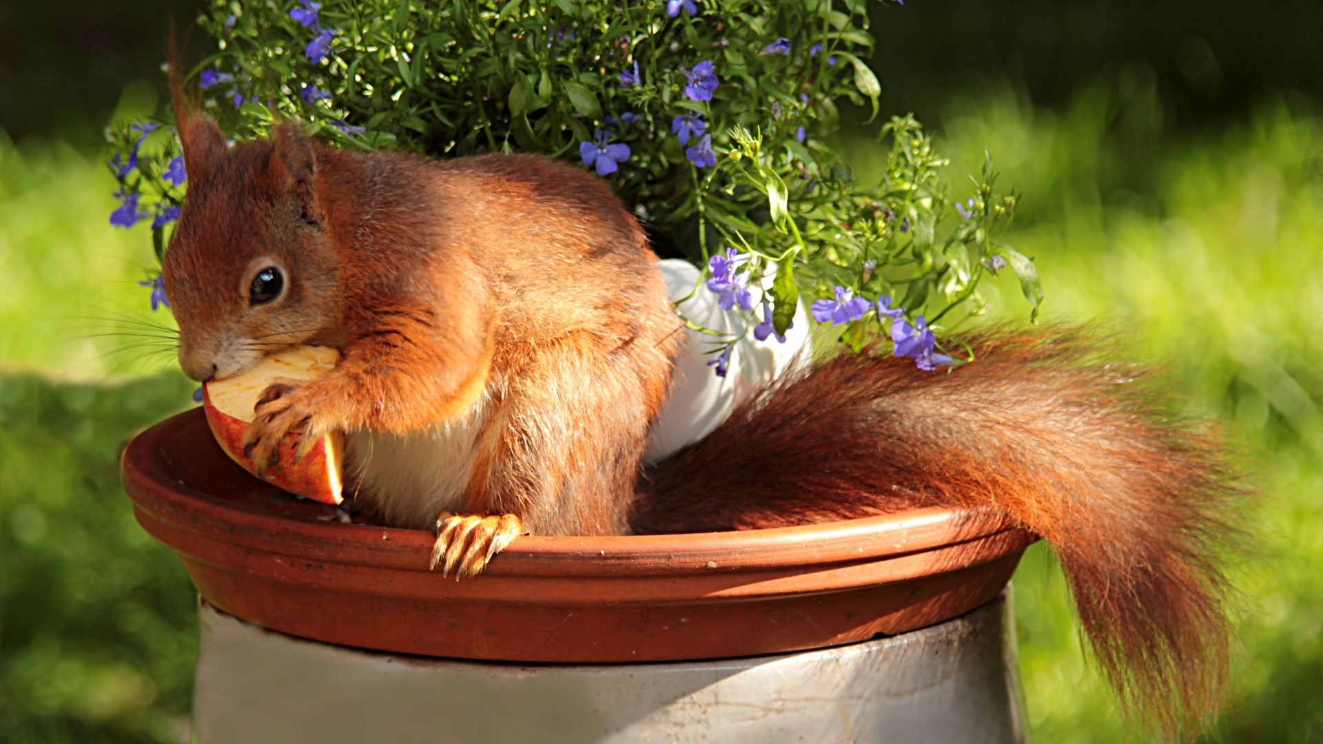 Red squirrel eating an apple in a flower pot HD Wallpaper