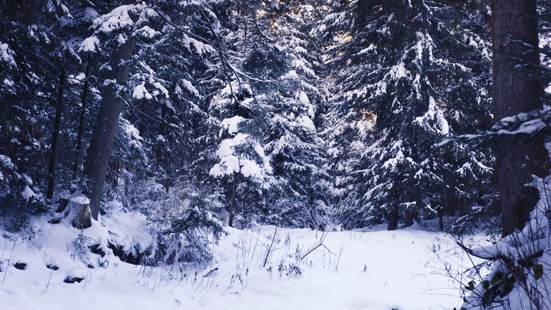 Snowy forest with tall pine trees HD Wallpaper