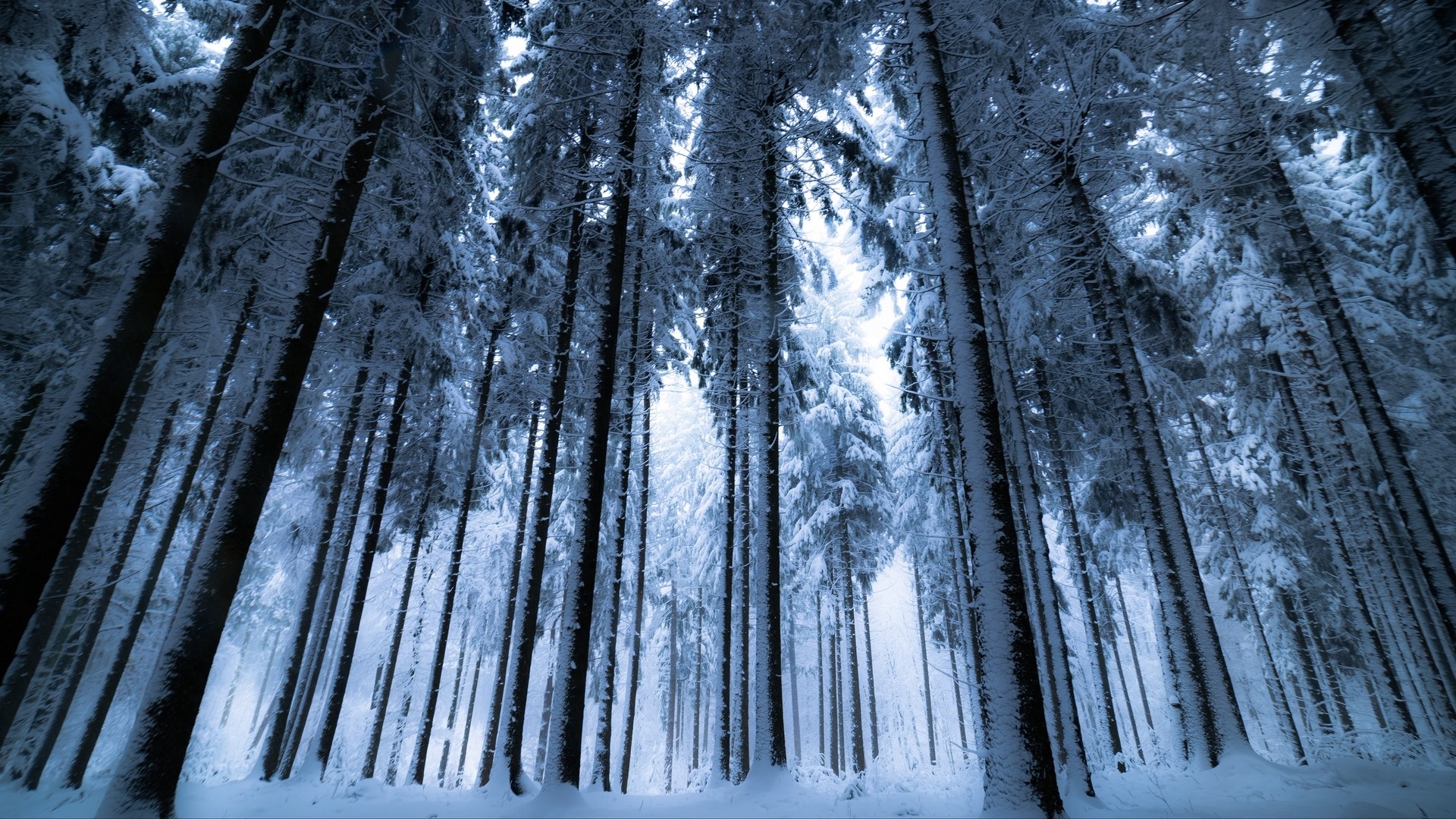 Snow-covered trees in a forest HD Wallpaper
